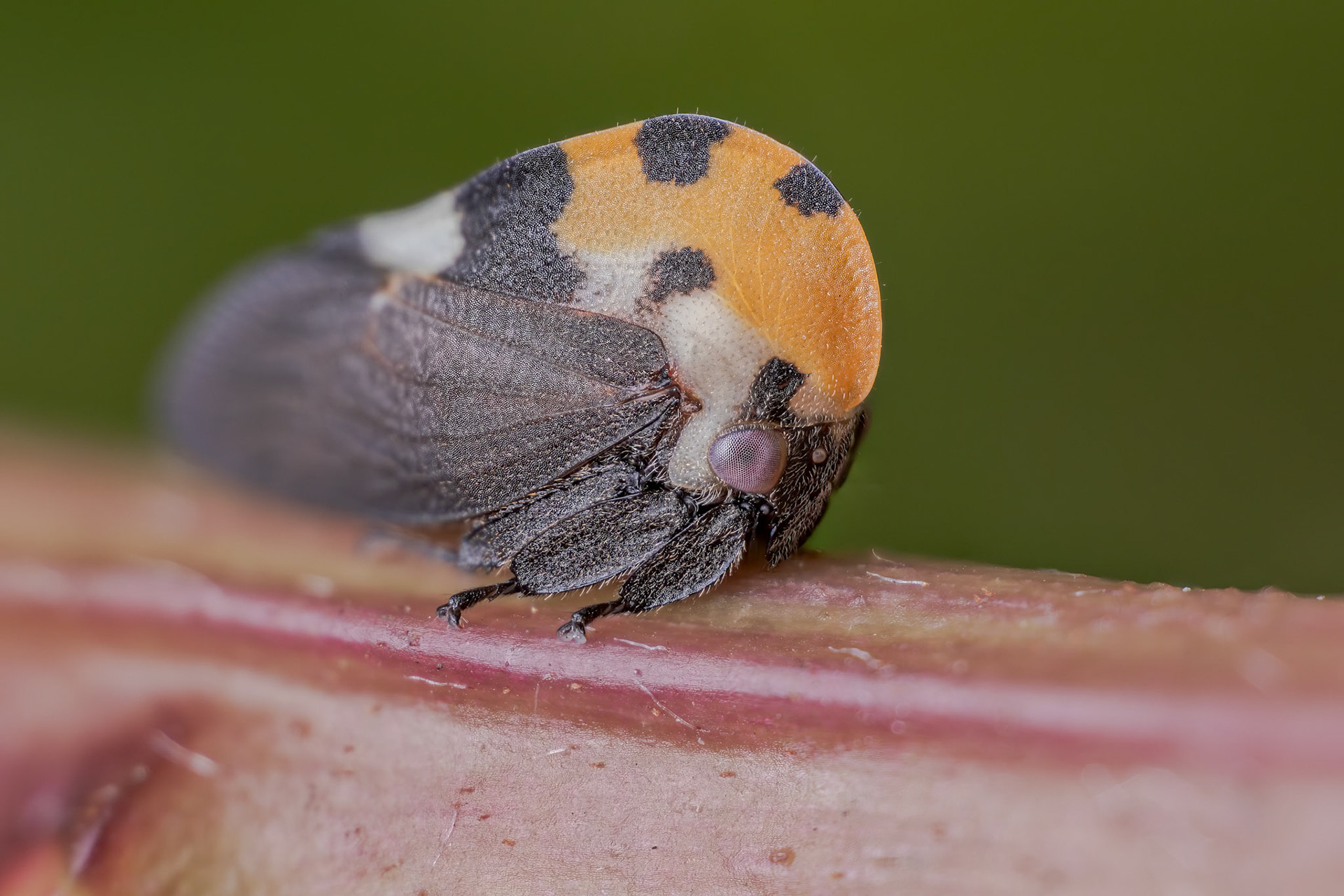 Mexican Treehopper (Membracis mexicana)