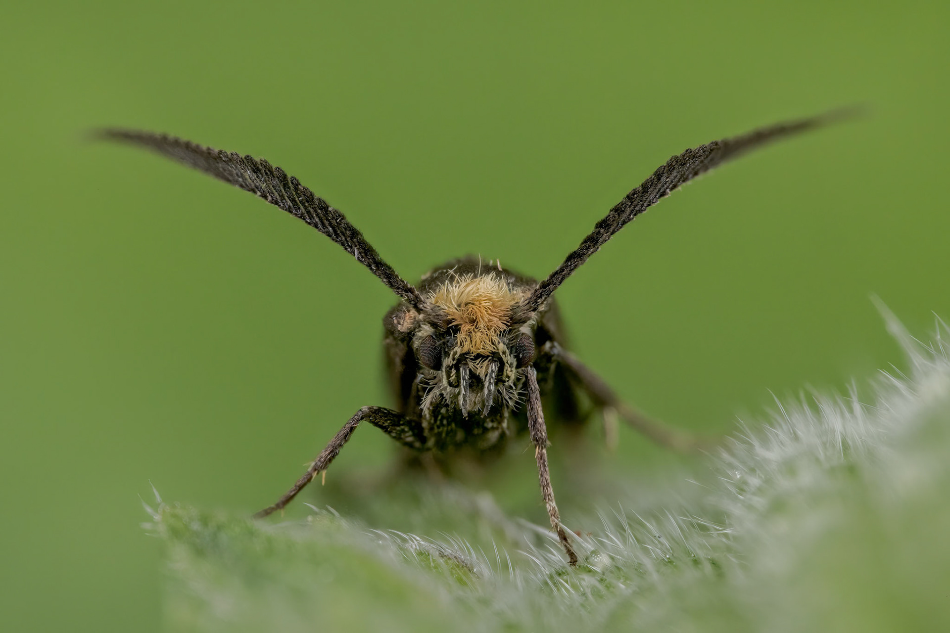 Feathered Leaf-cutter (Incurvaria masculella)