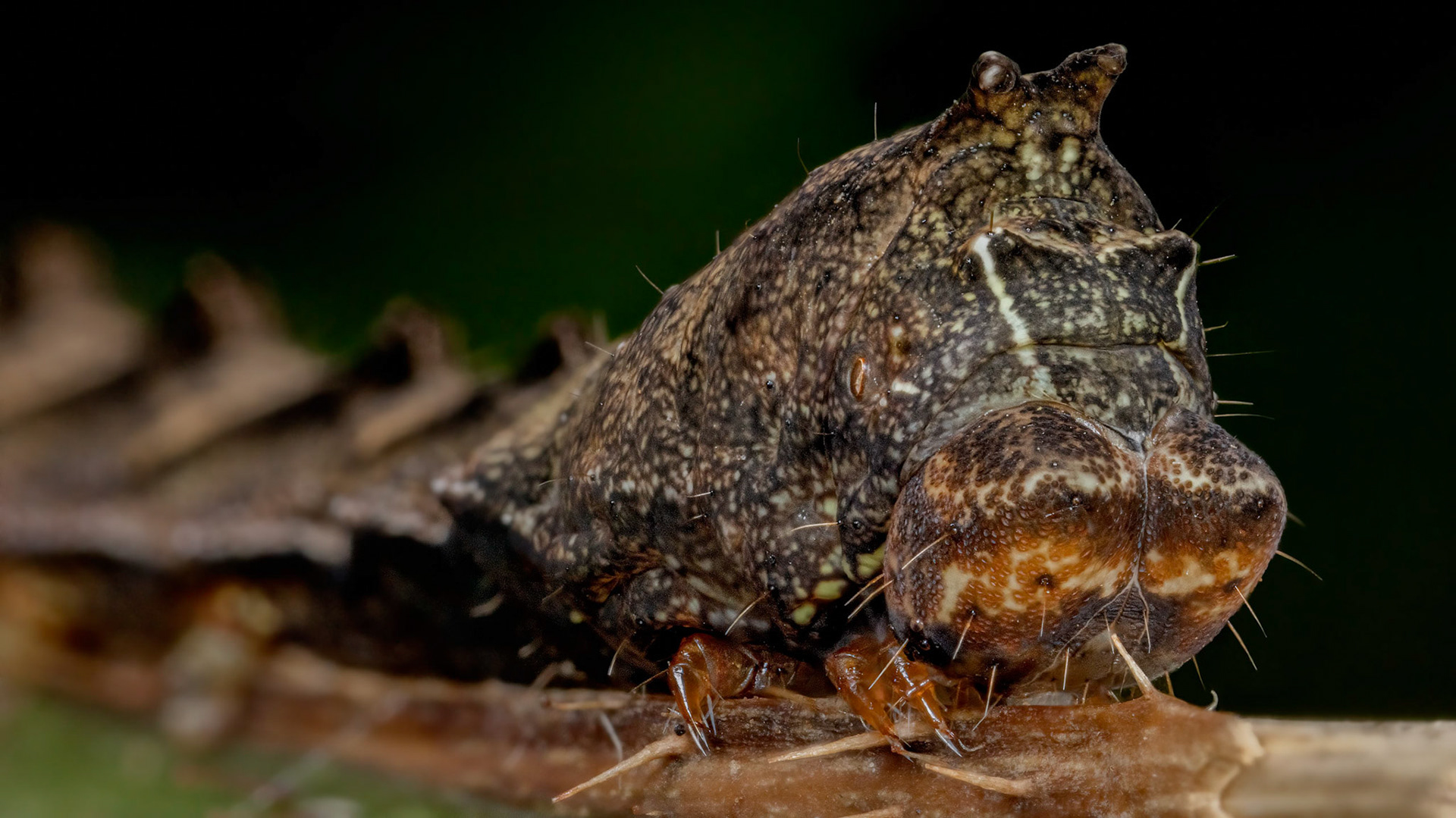 Dark Spectacle caterpillar (Abrostola triplasia)