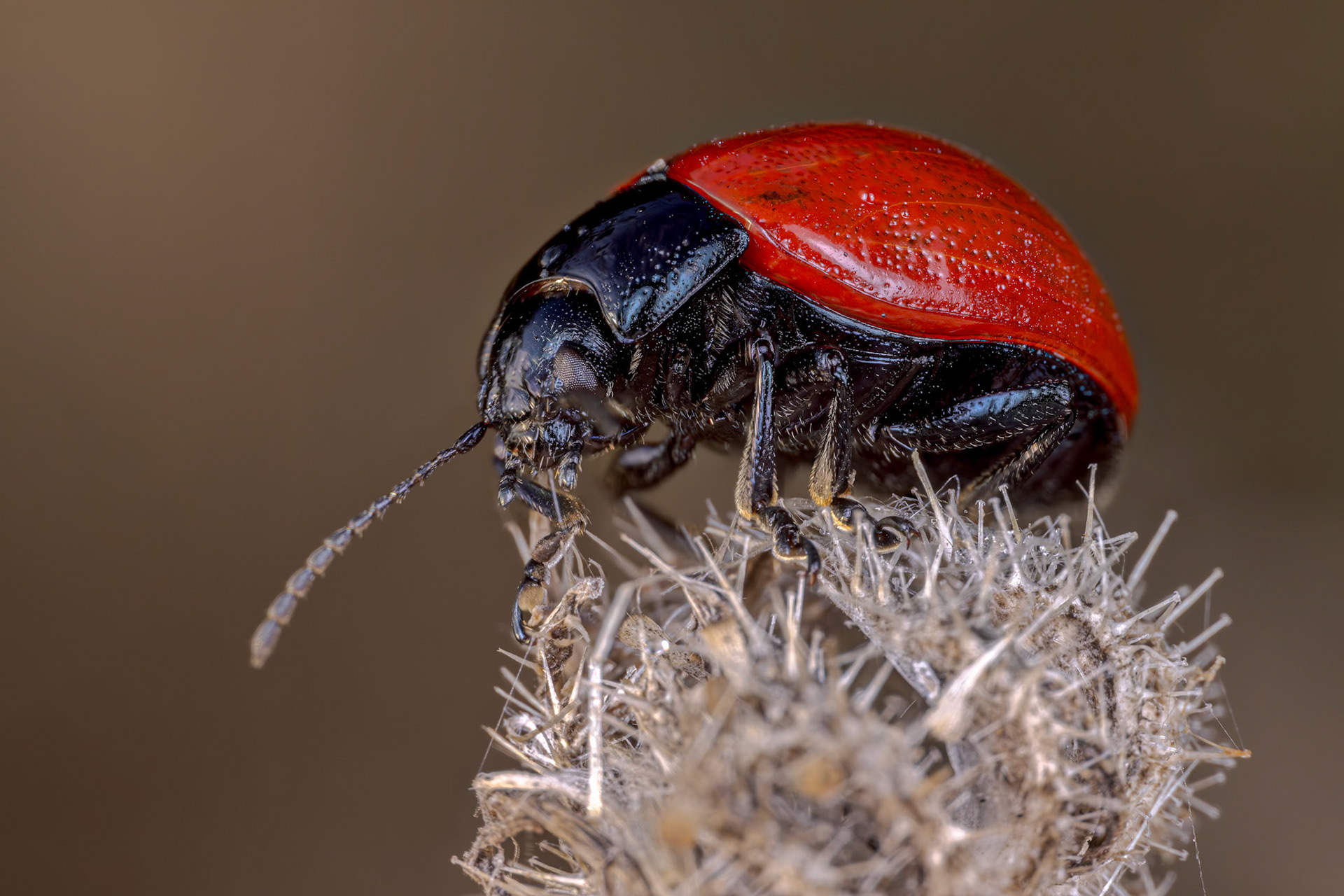 Leaf Beetle (Chrysomela tremulae)