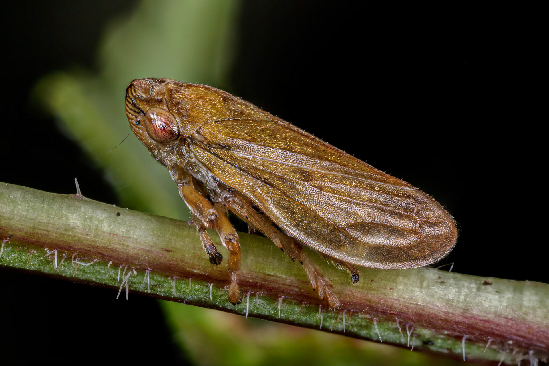 Common Froghopper (Philaenus spumarius)