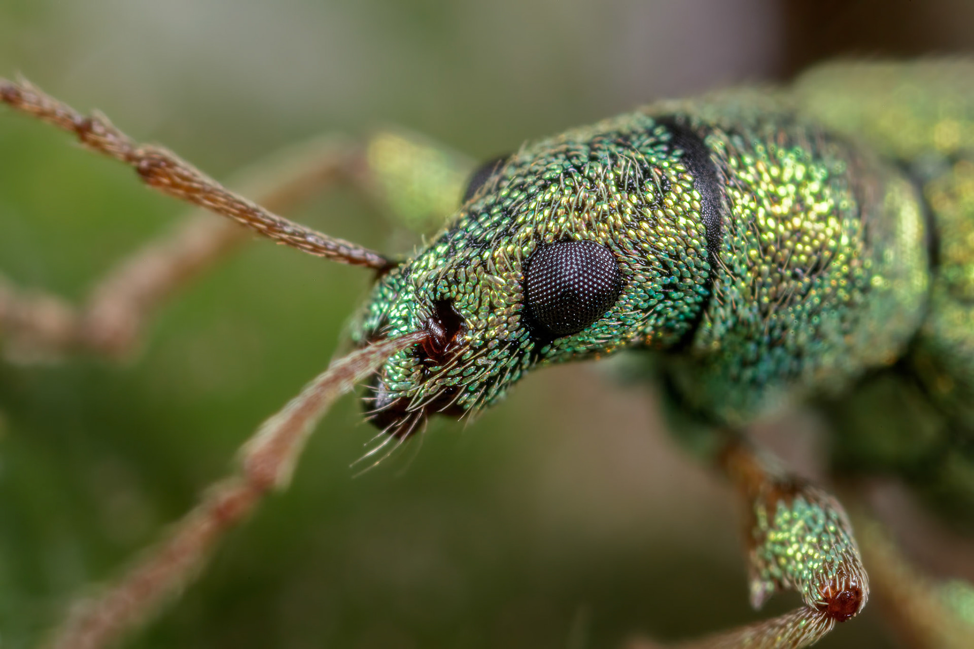 Broad-nosed Weevil (Phyllobius virideaeris)