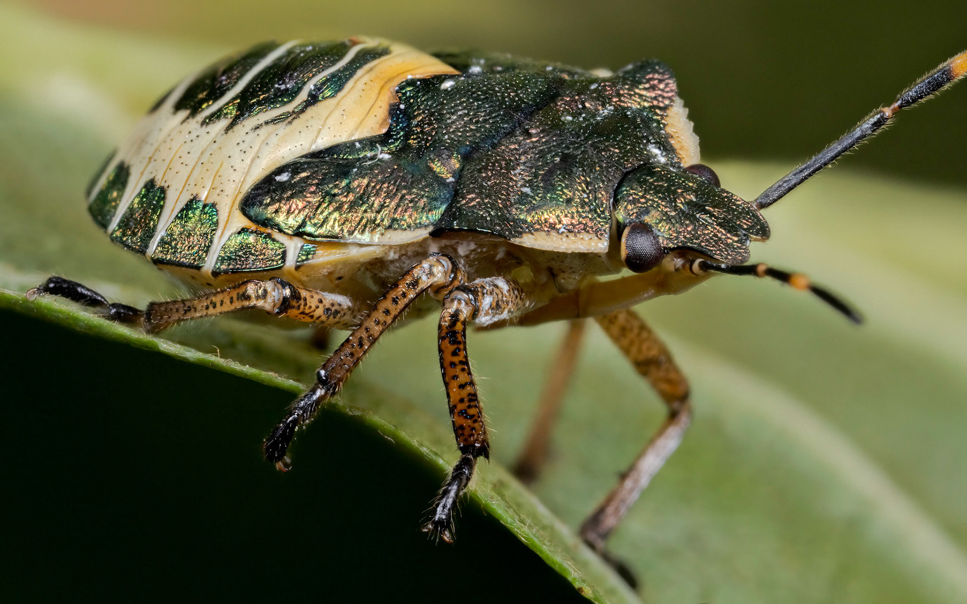Bronze Shieldbug (Troilus luridus)
