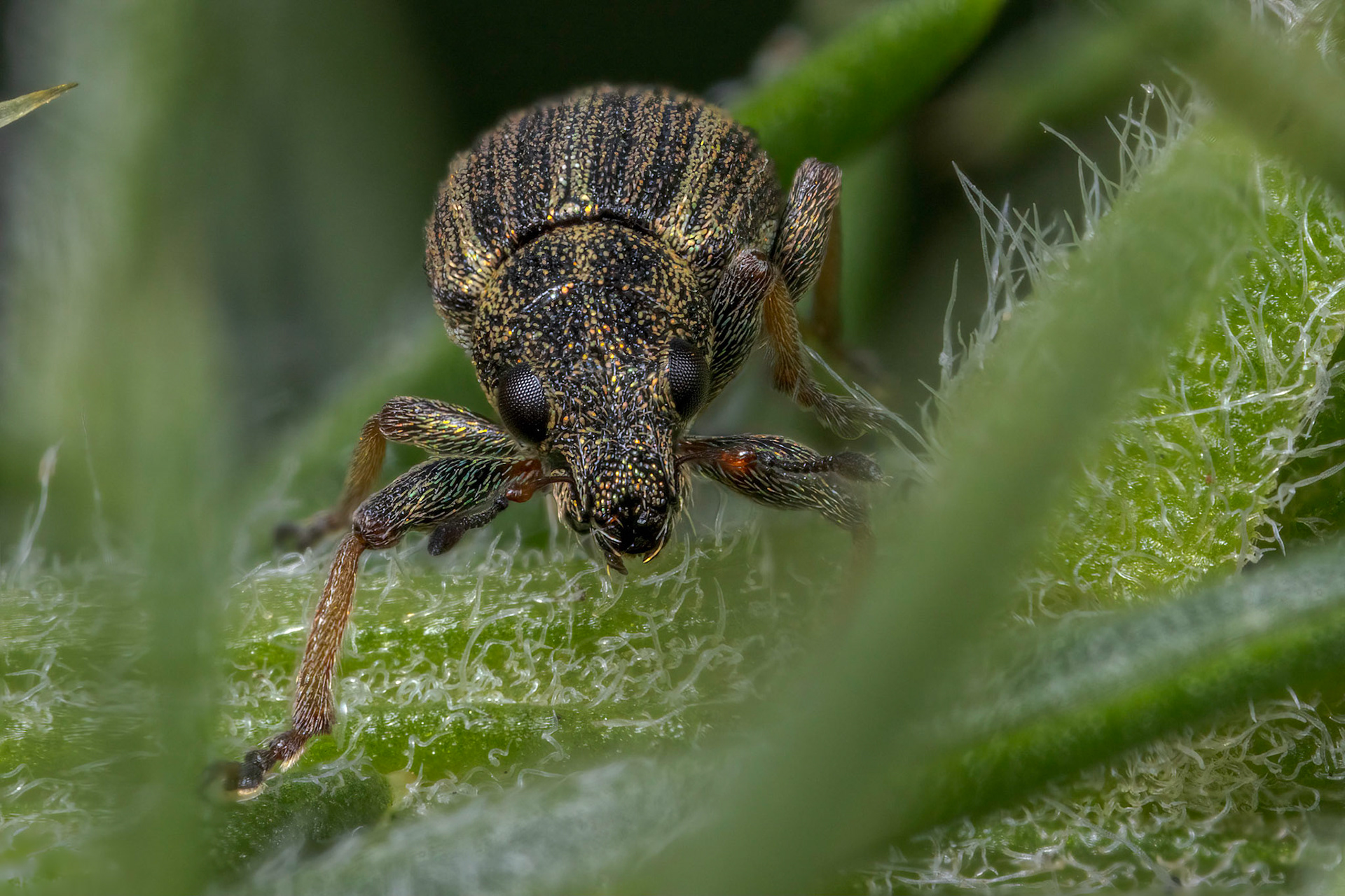  Pea-leaf Weevil (Sitona lineatus)