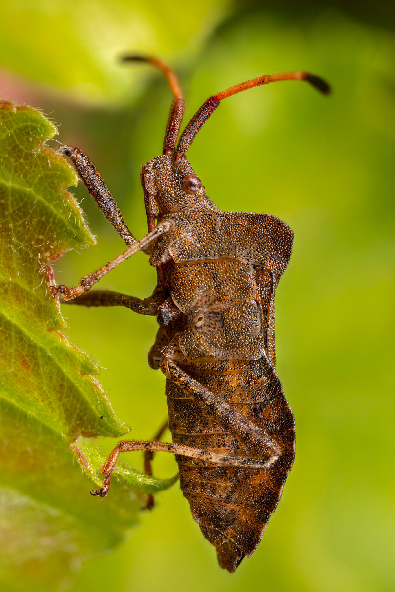 Dock Bug (Coreus marginatus)