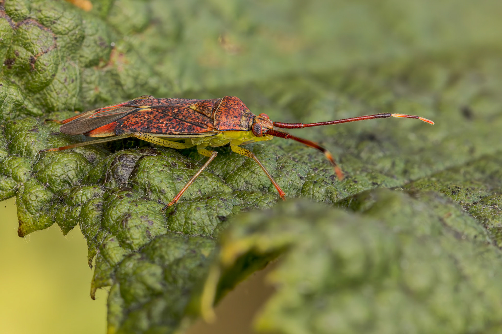Hazel Bug (Pantilius tunicatus)
