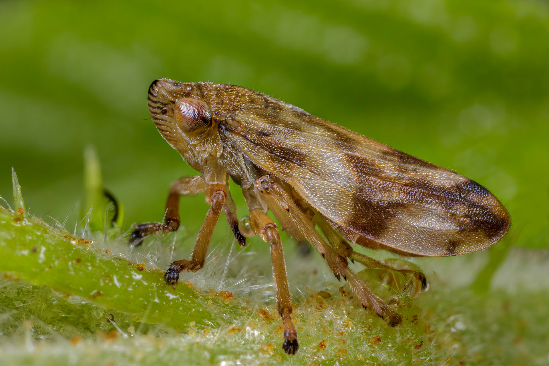 Common Froghopper (Philaenus spumarius)
