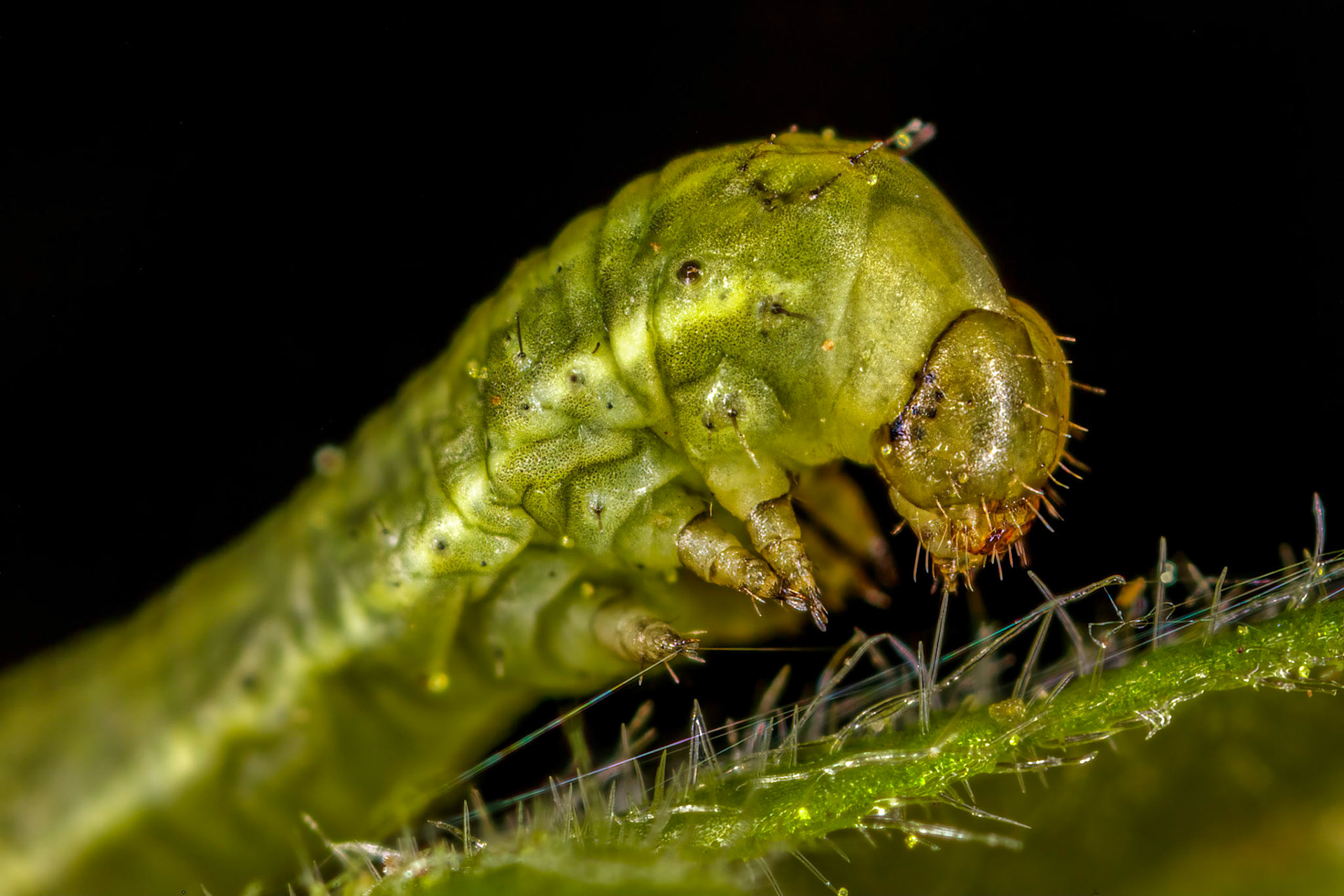 Photo Stack: 2Crop: 2x3Magnification: 10x