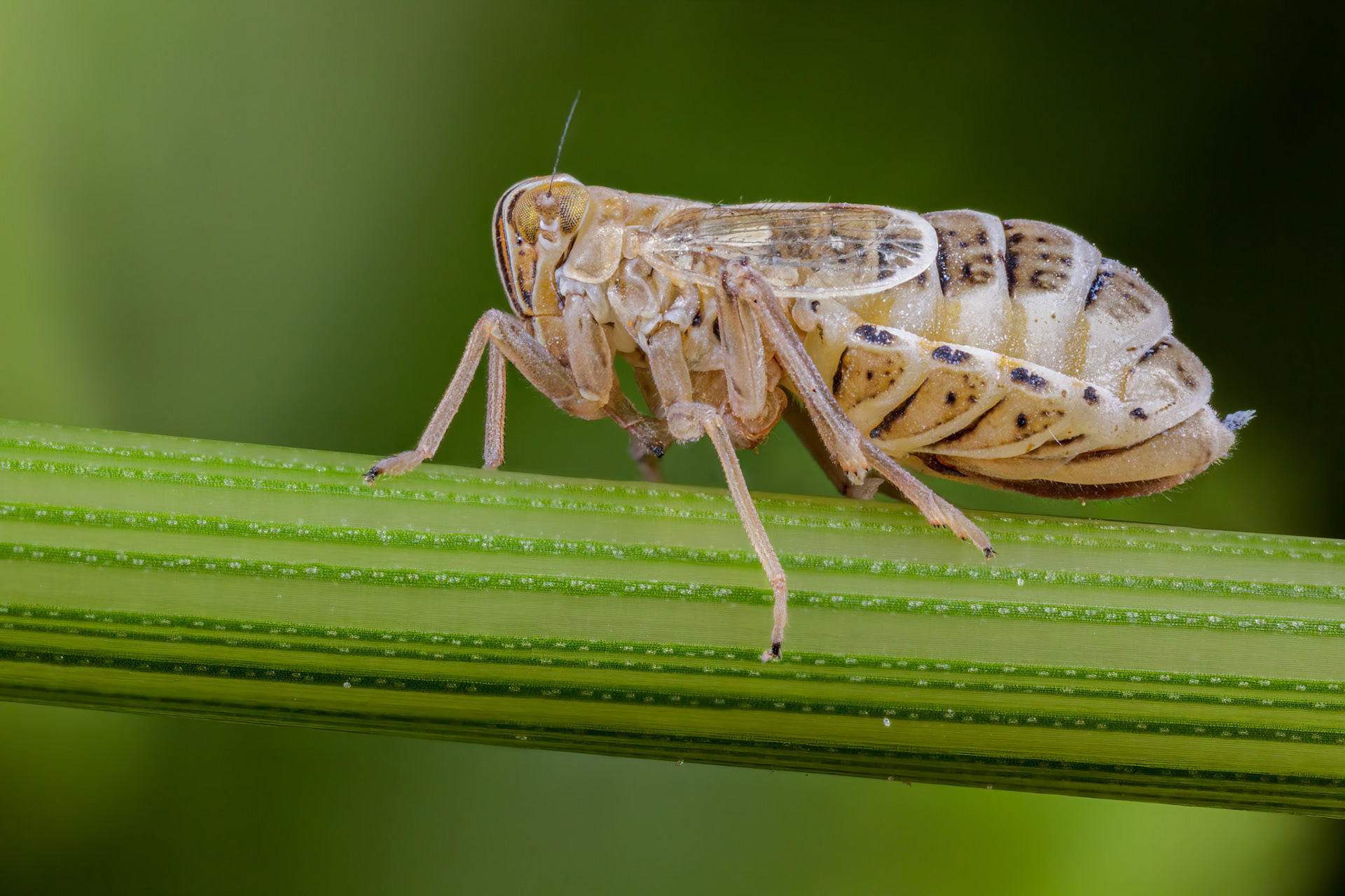 Planthopper (Dicranotropis hamata)