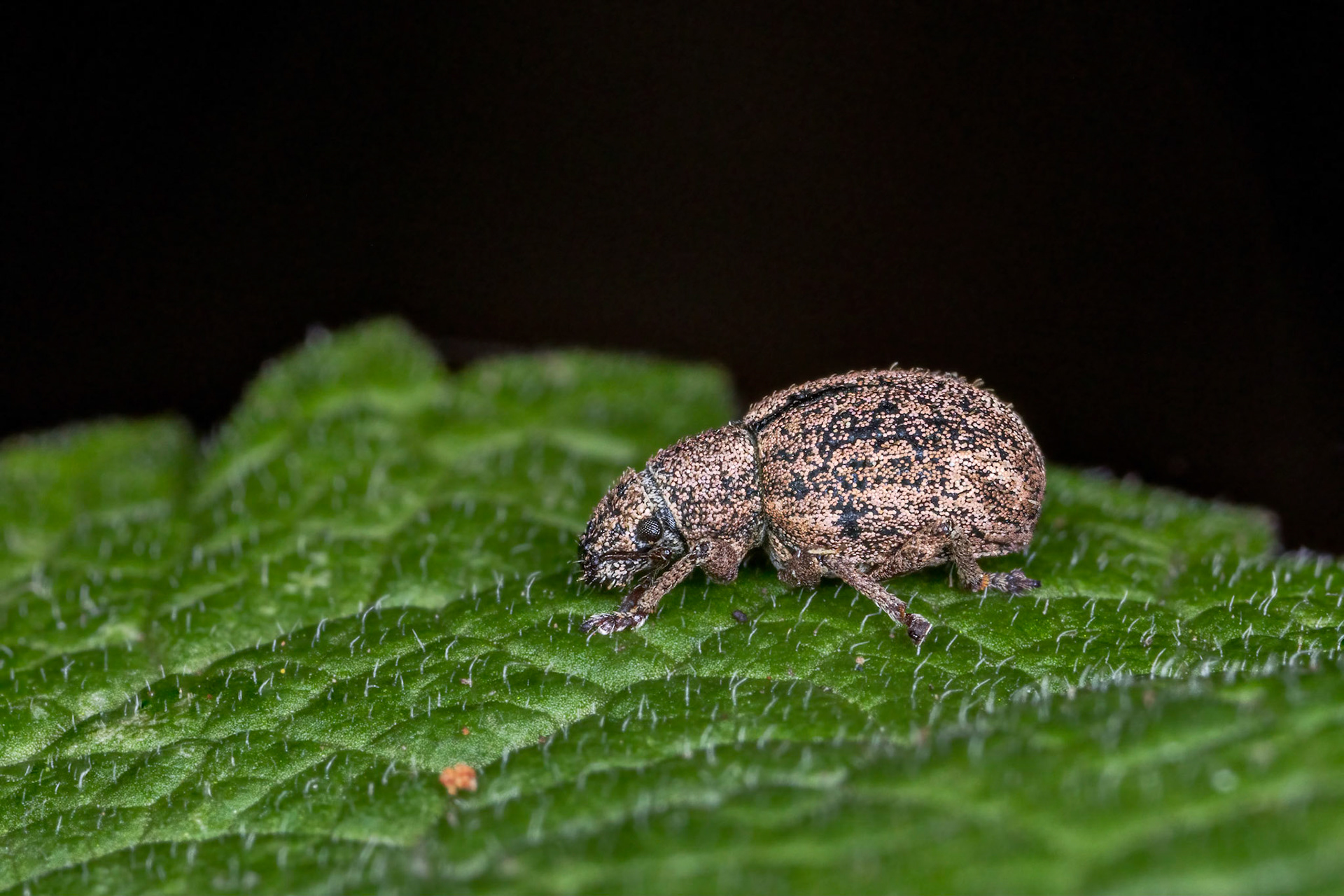 Nut Leaf Weevil (Strophosoma melanogrammum)