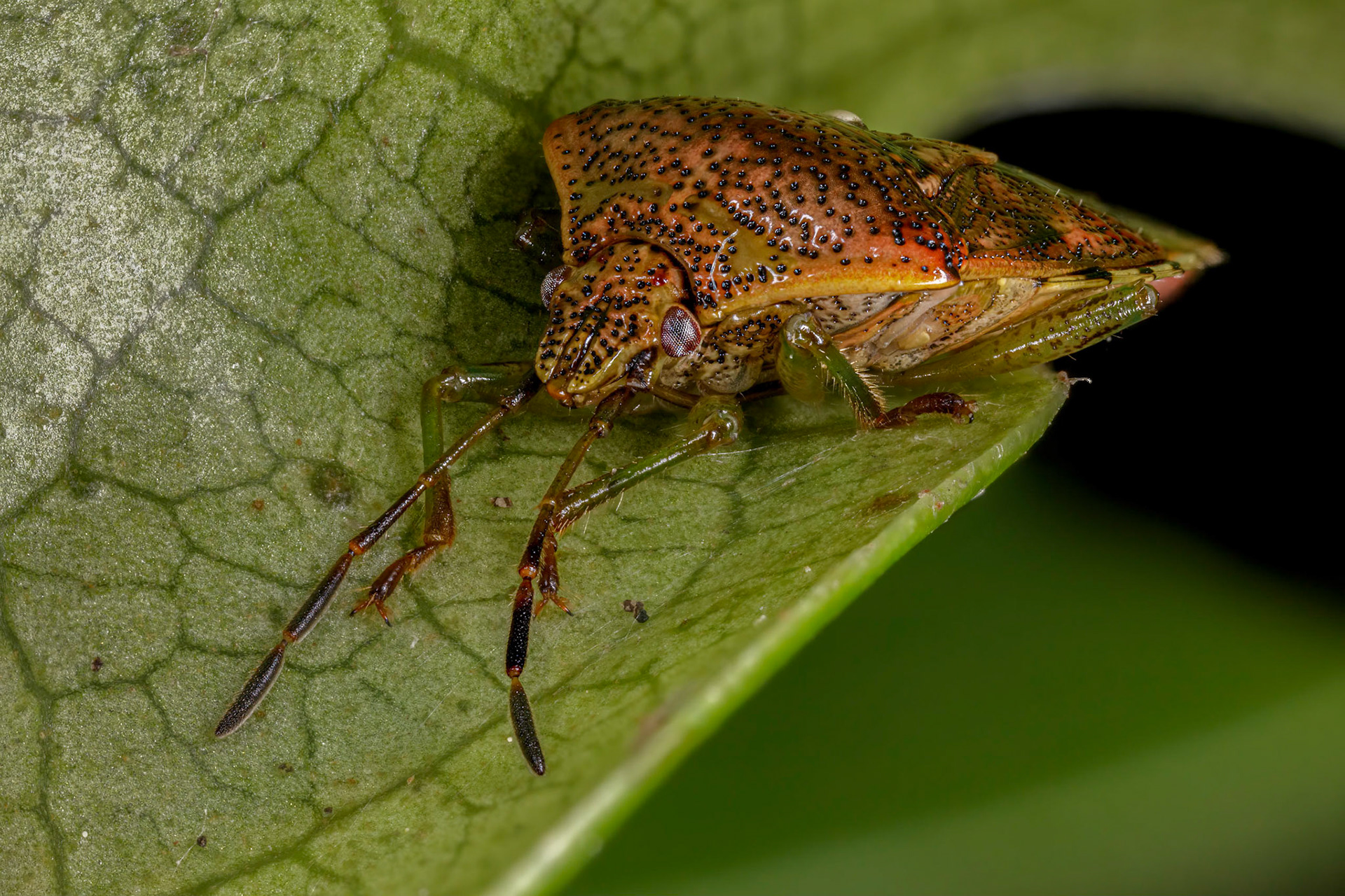 Parent Bug (Elasmucha grisea)