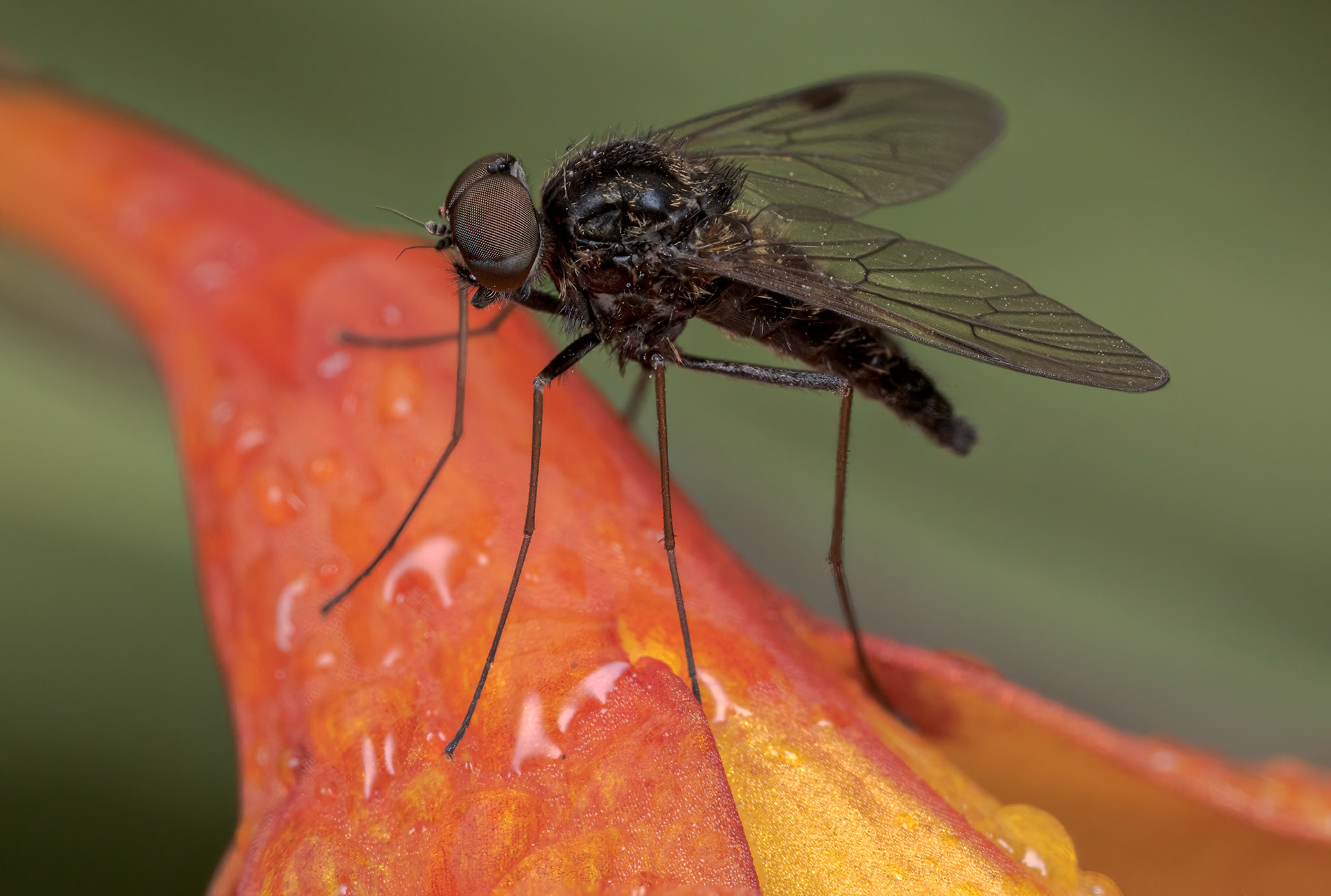 Stilt-Legged Fly (Micropezidae)