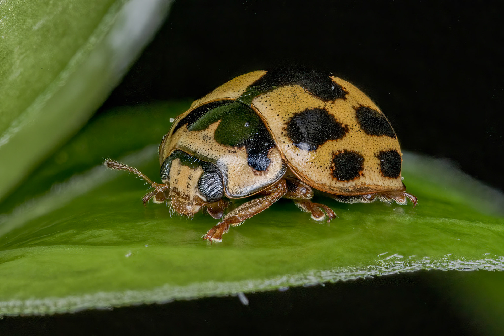 14 -spot Ladybird (Propylea quattuordecimpunctata)