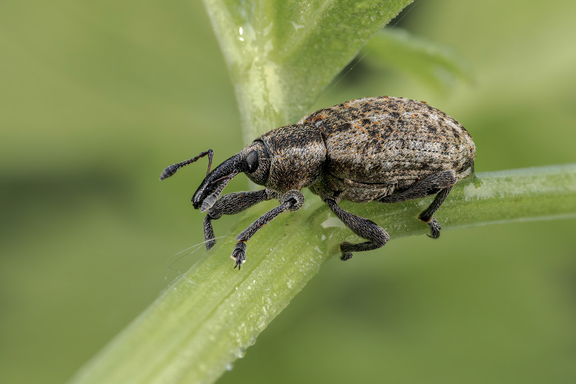 Typical Weevil (Hypera conmaculata)