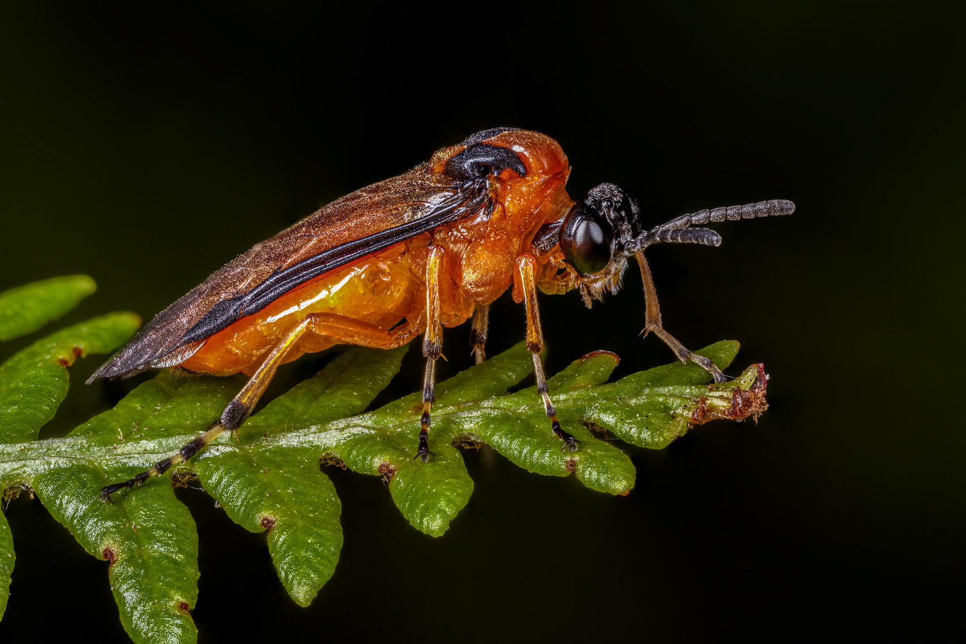 Turnip sawfly (Athalia rosae)
