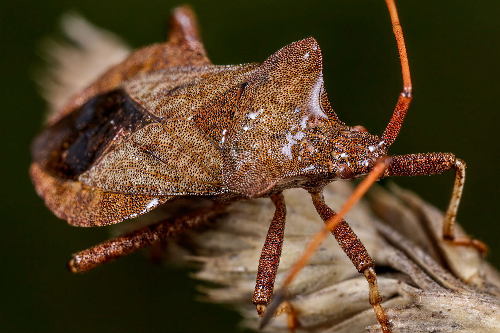 Dock Bug (Coreus marginatus)