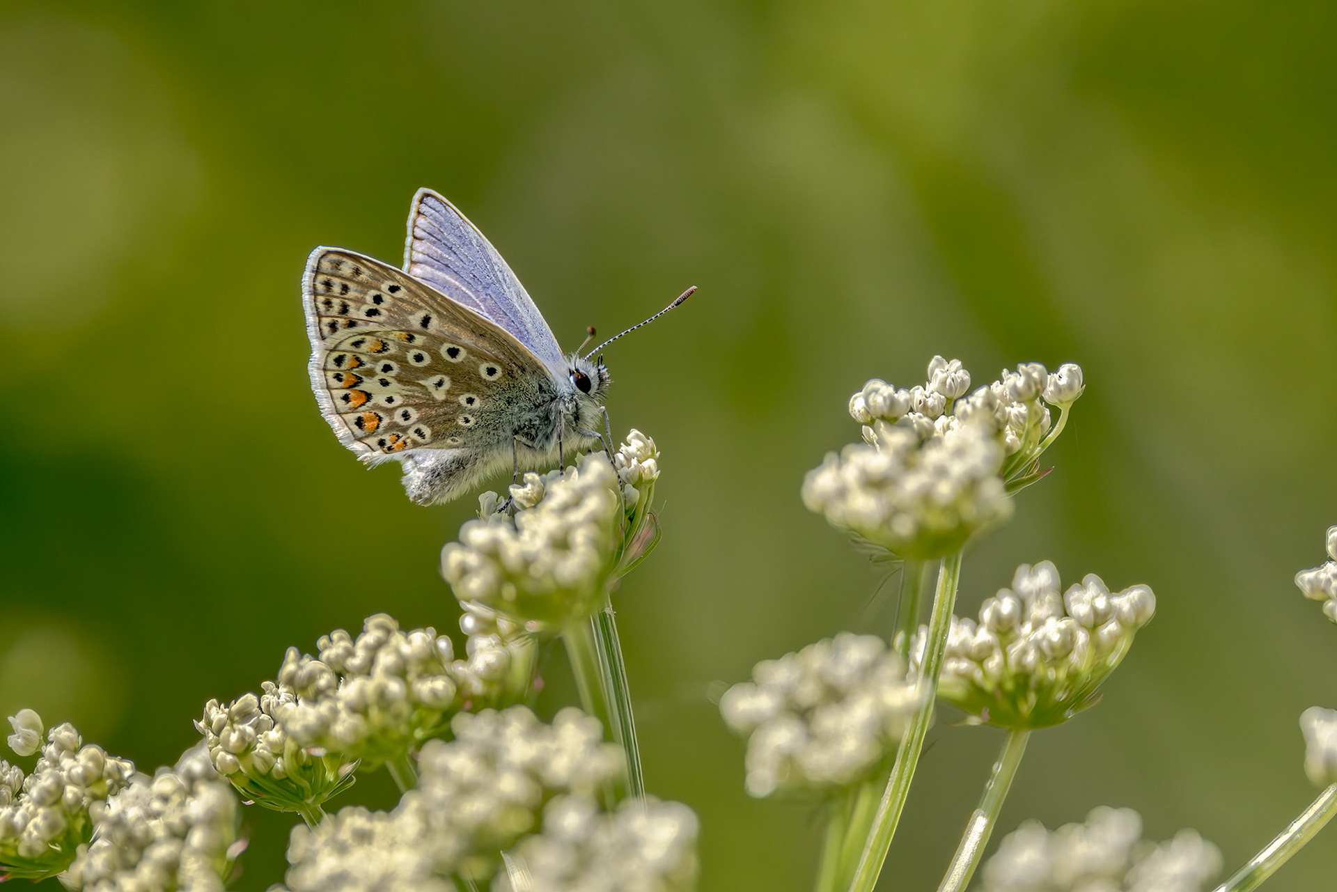 Common Blue (Polyommatus icarus)