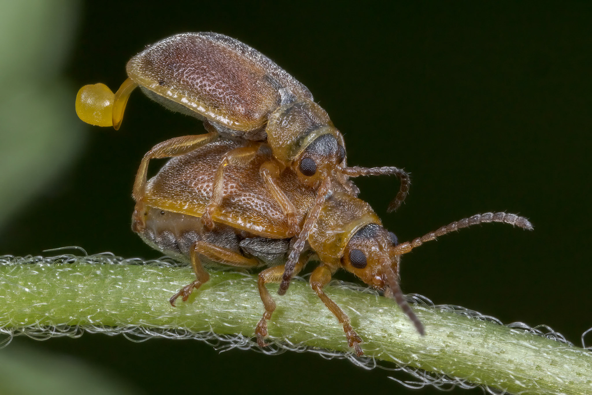 Strawberry Leaf Beetle - Galerucella tenella