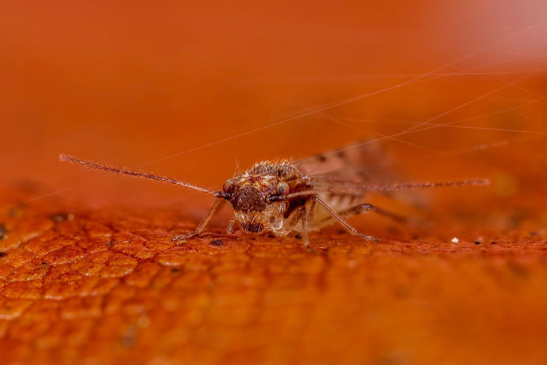 Barkfly (Ectopsocus petersi Smithers)