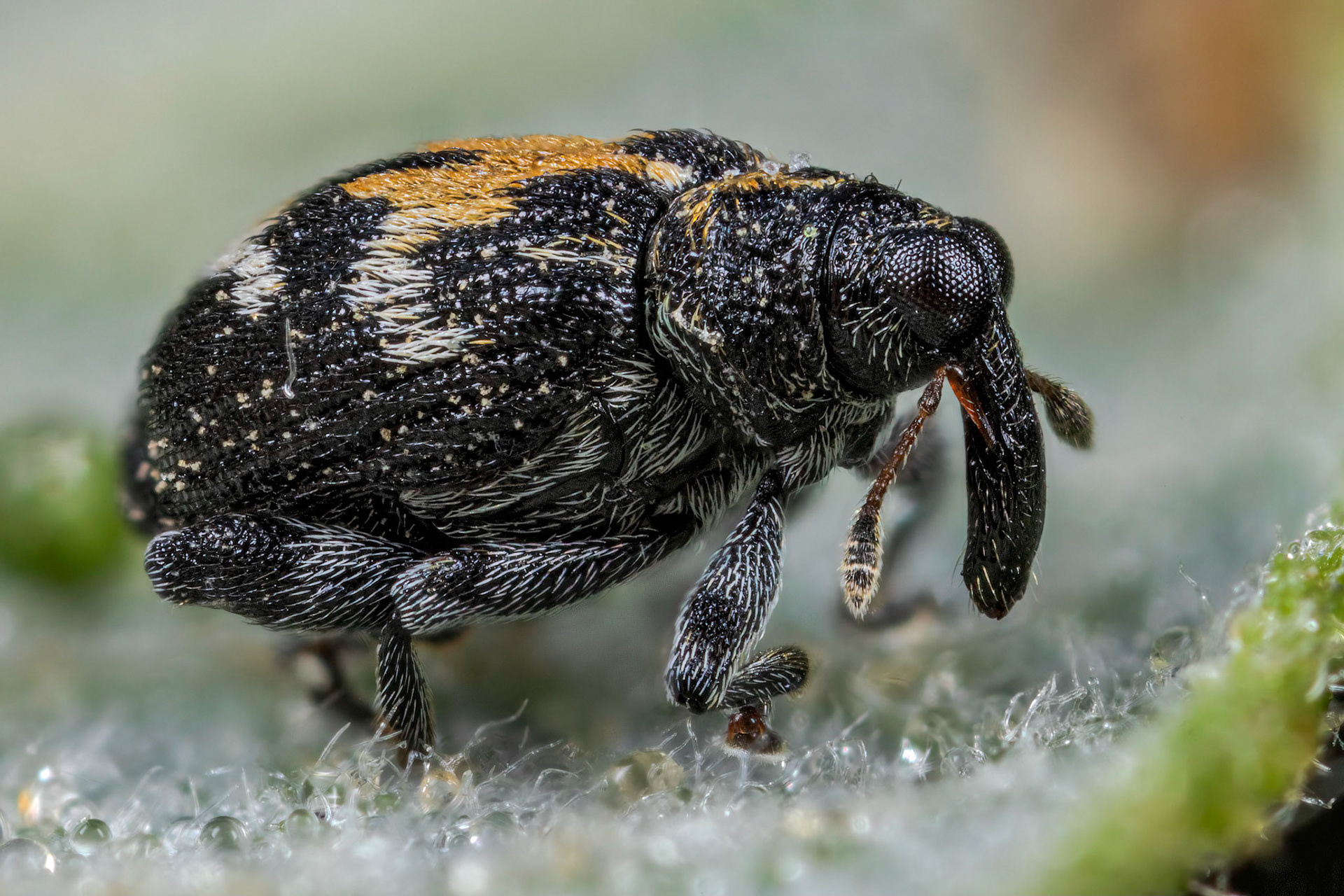 Flea Weevil (Tachyerges salicis)