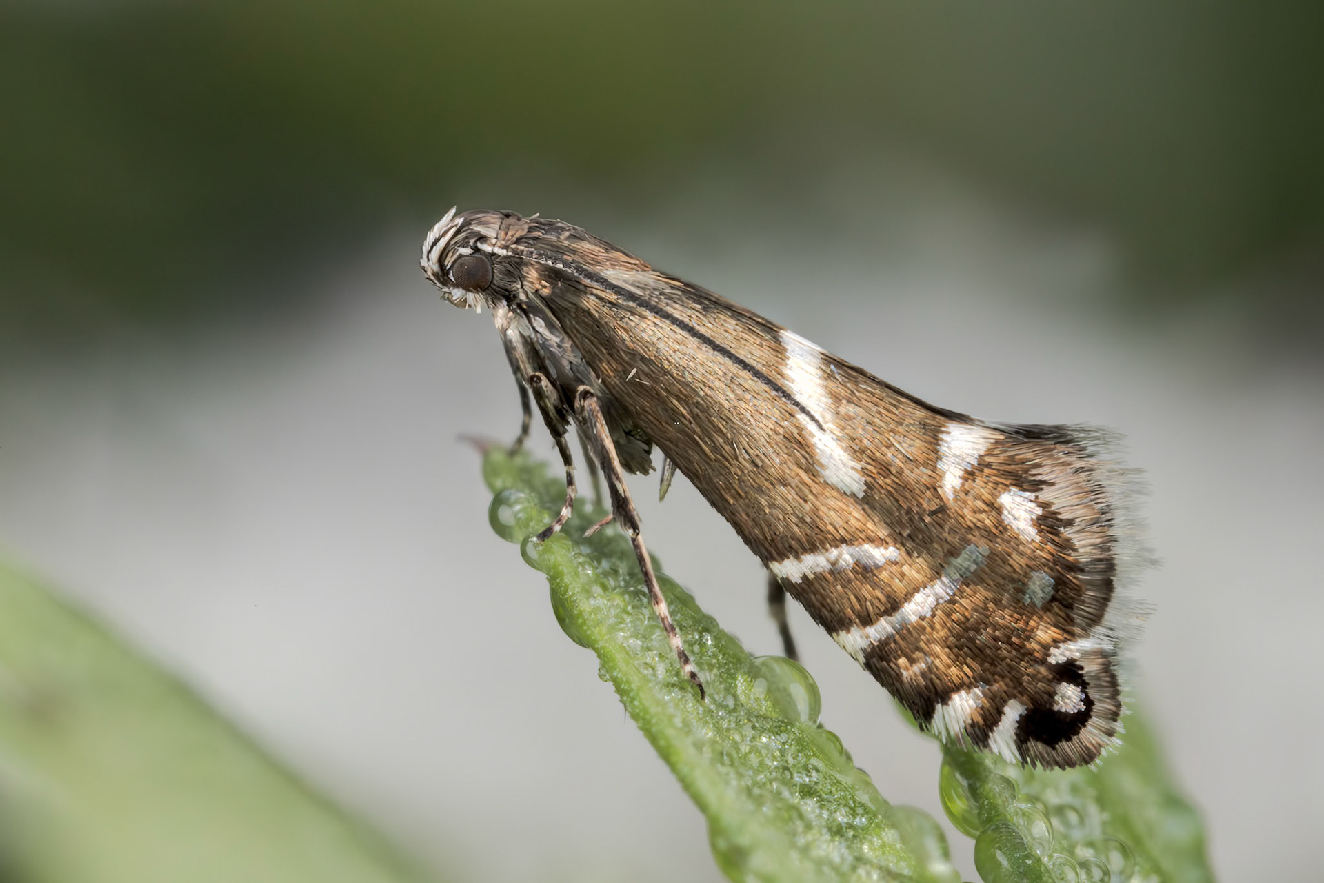 Woodland Sedge-moth (Glyphipterix forsterella)
