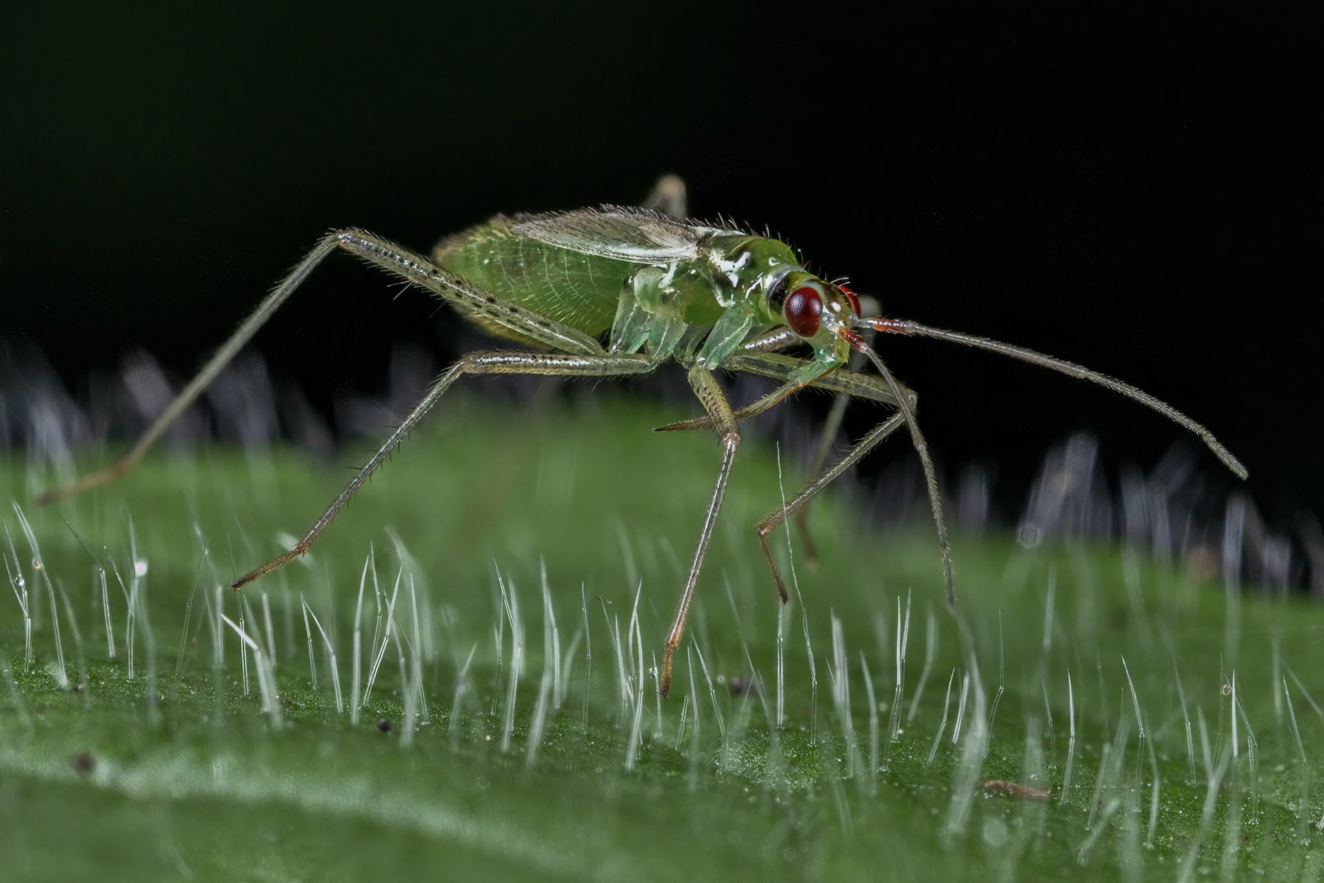 Plant Bug (Dicyphus pallicornis)