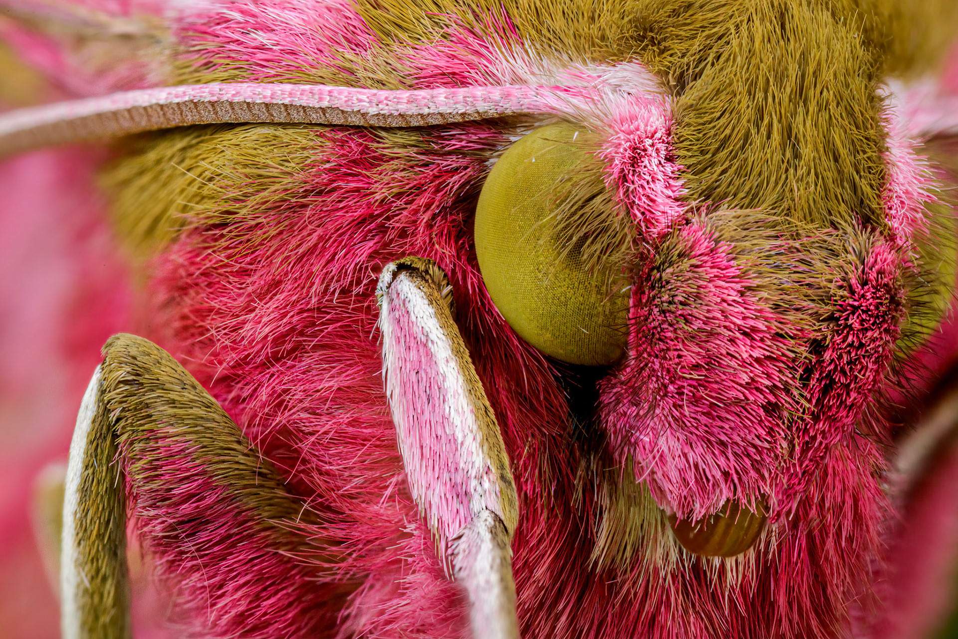 Elephant Hawk-moth (Deilephila elpenor)