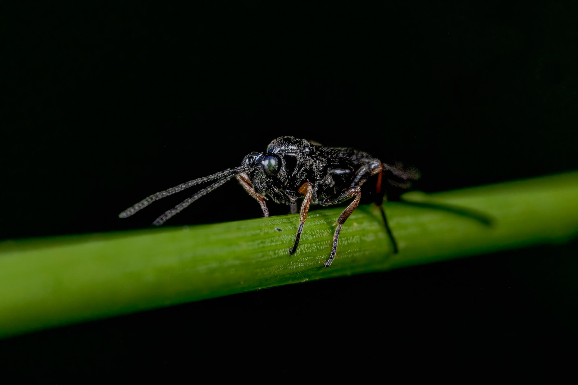 Ichneumon Wasp  (Itoplectis maculator)