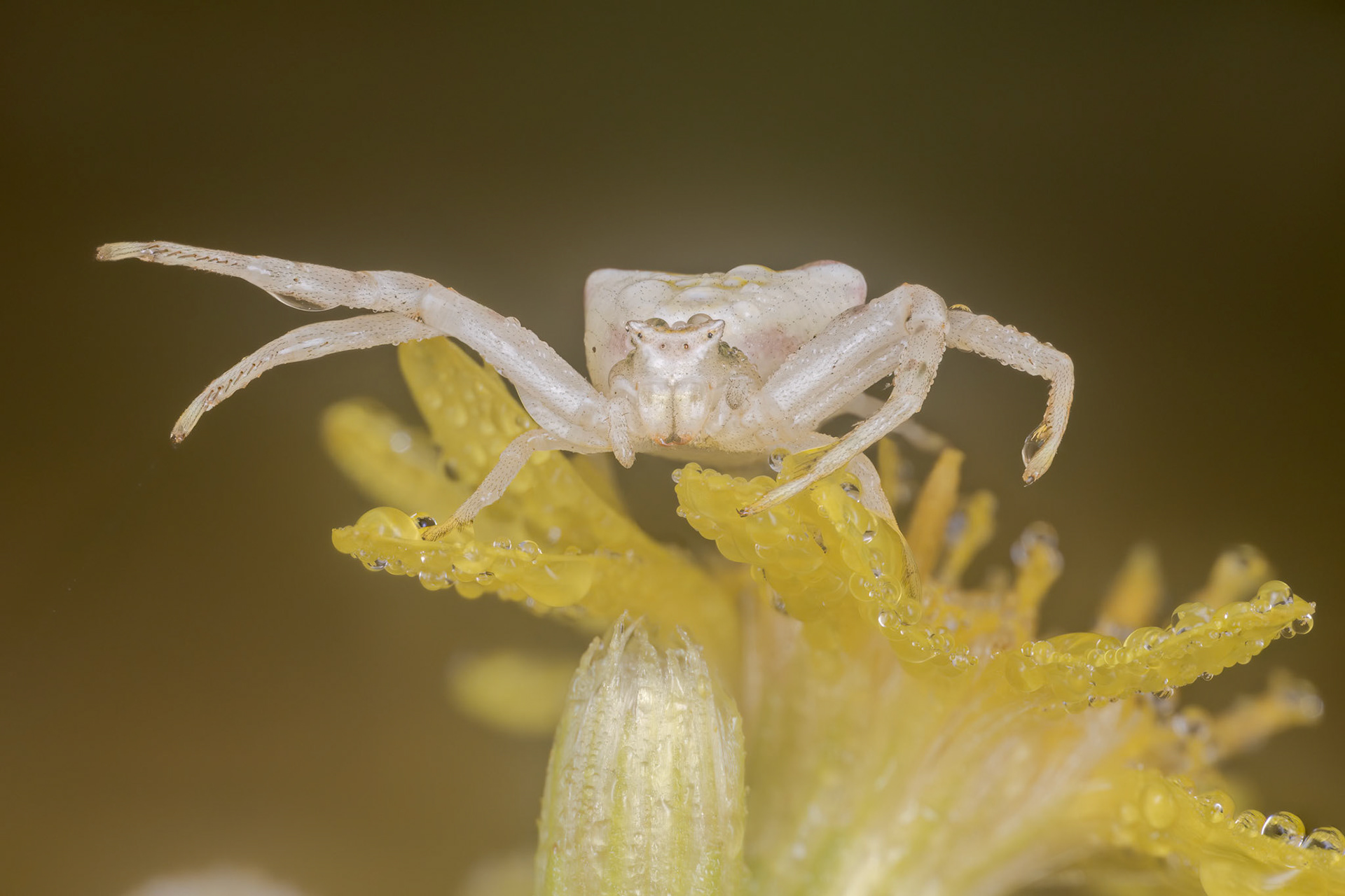 Pink Crab Spider (Thomisus onustus)