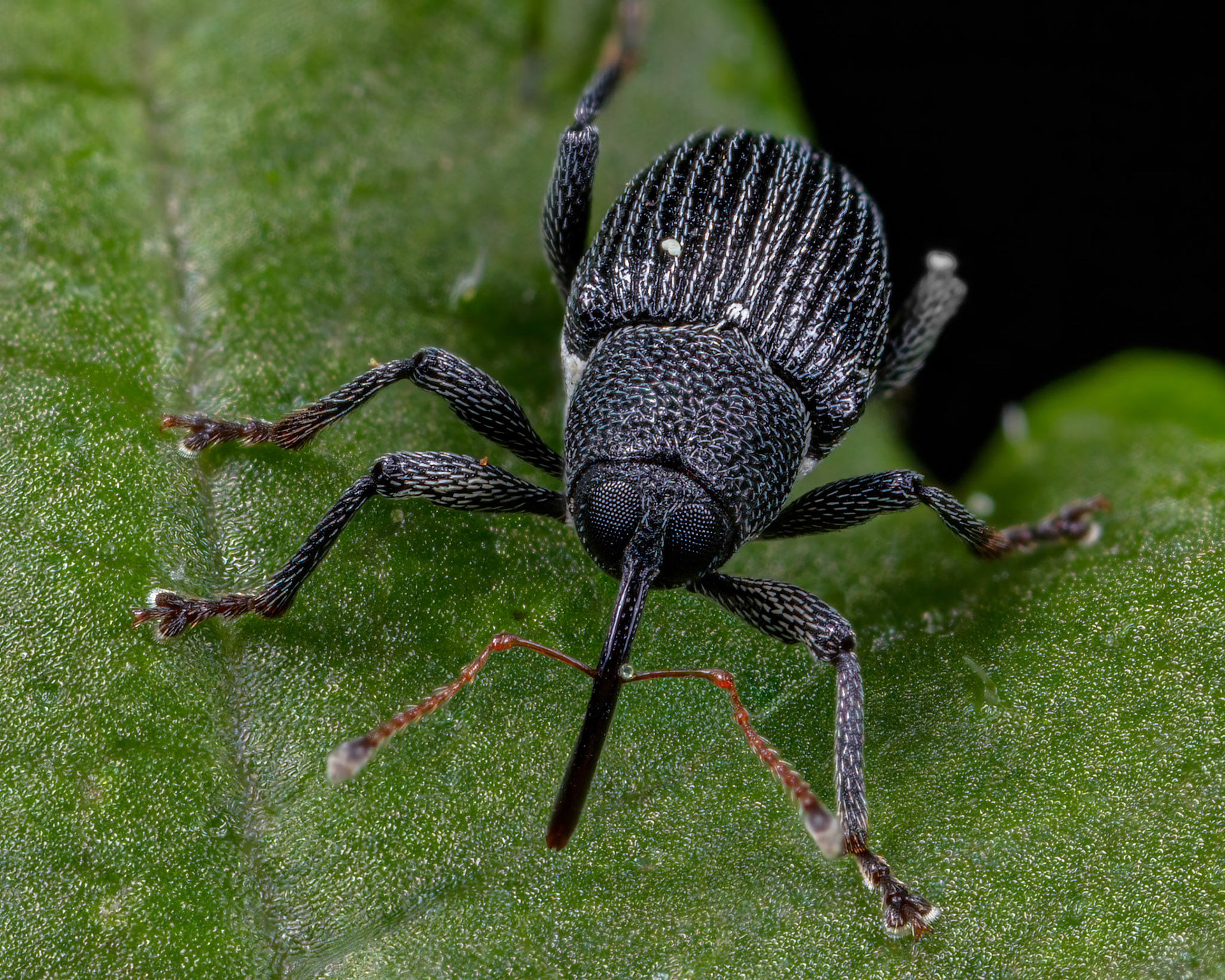 Typical Weevil - Archarius Pyrrhoceras - Female