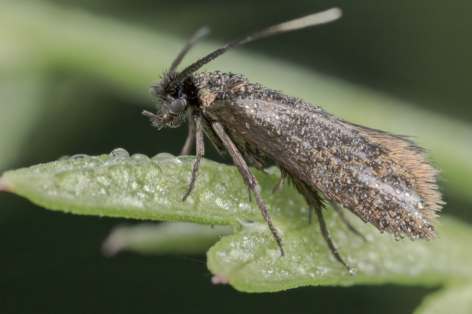 Woodrush Moth (Glyphipterix fuscoviridella)