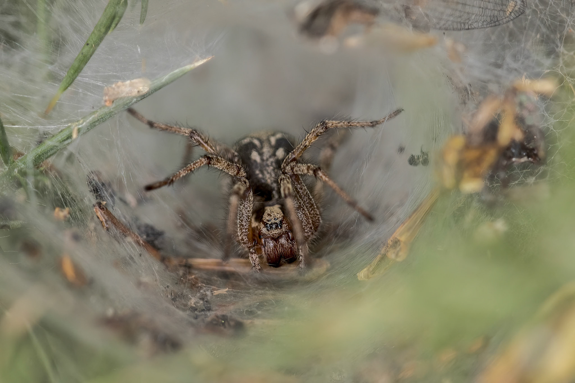 Labyrinth Spider (Agelena labyrinthica)