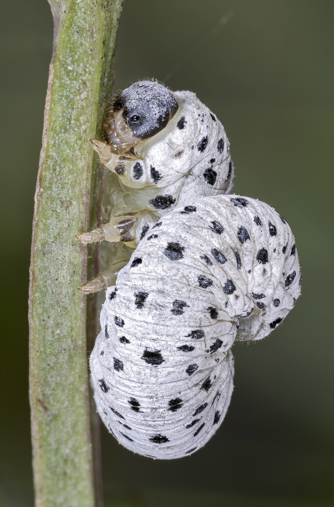 Figwort Sawfly Larva (Tenthredo scrophulariae)