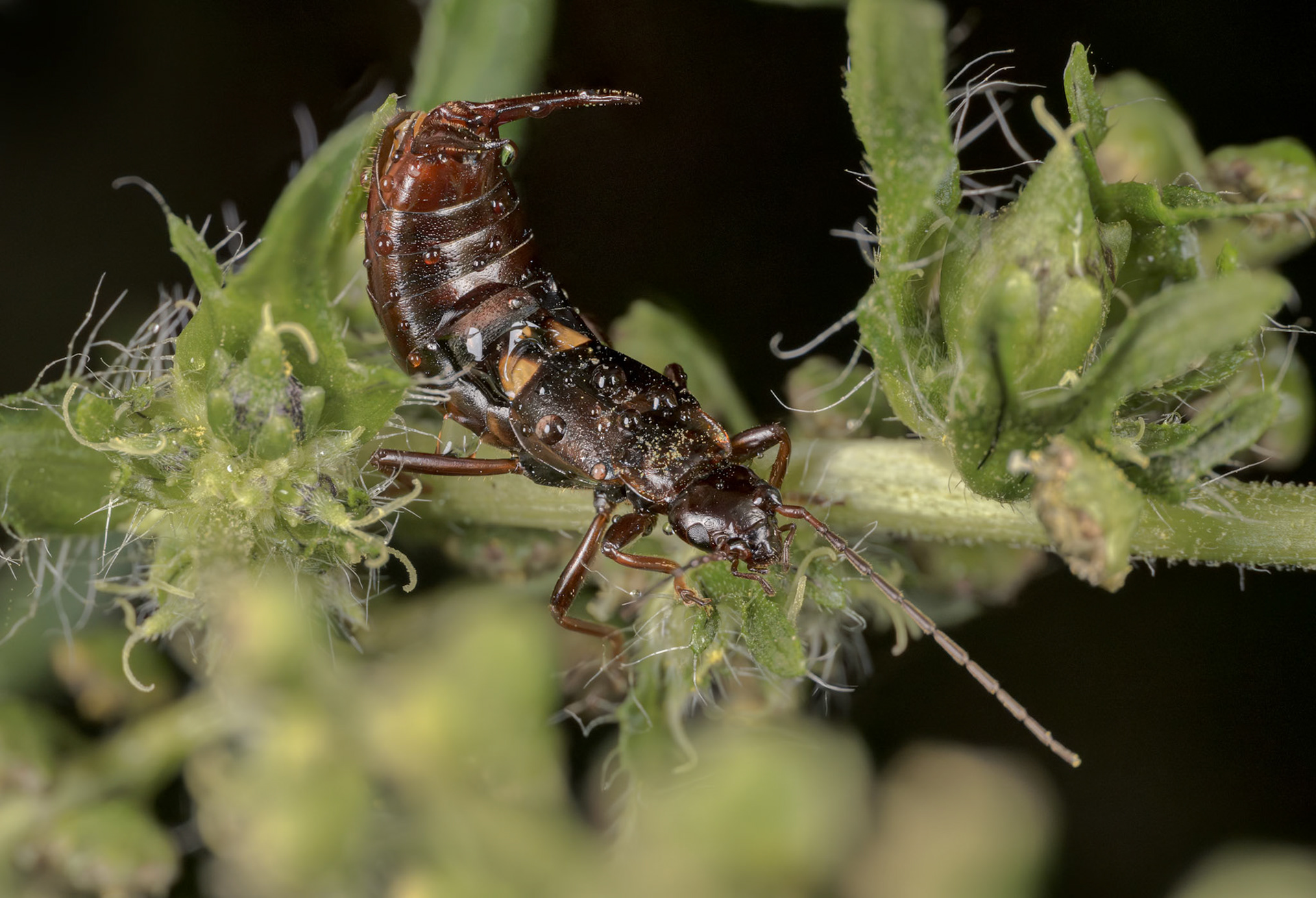 Earwig (Dermaptera)