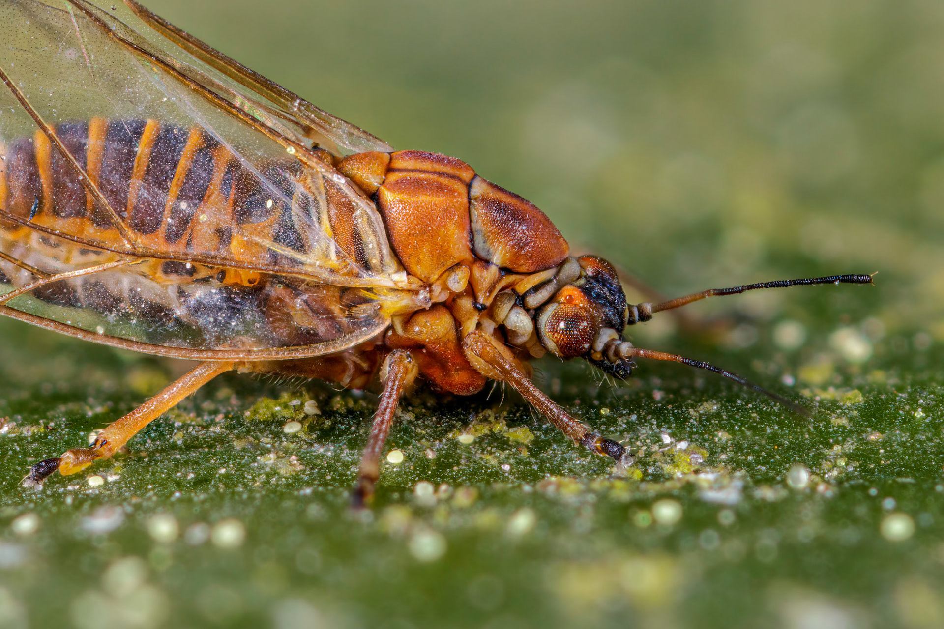 Chamaepsylla hartigii
