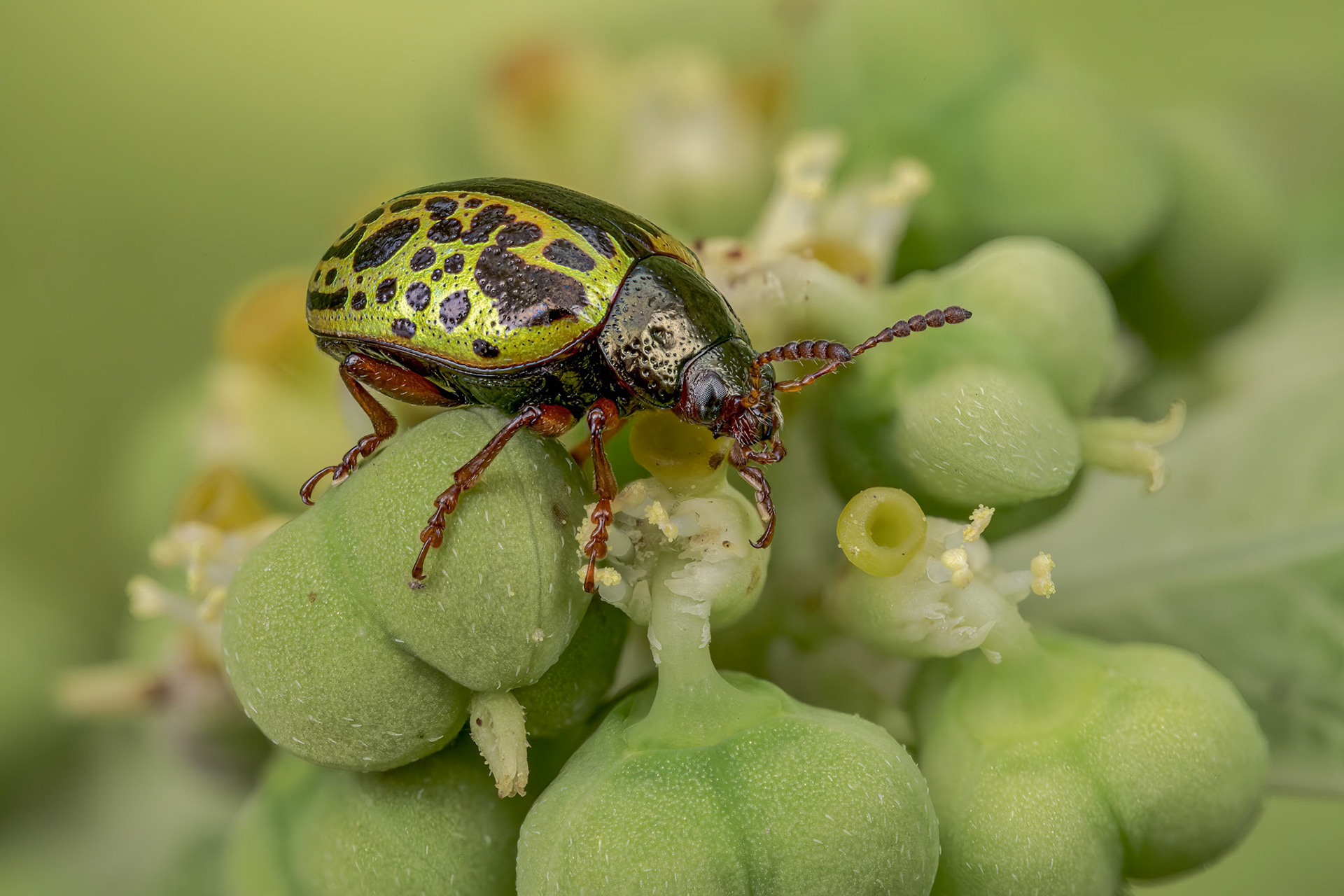 Sida Leafbeetle (Calligrapha pantherina)