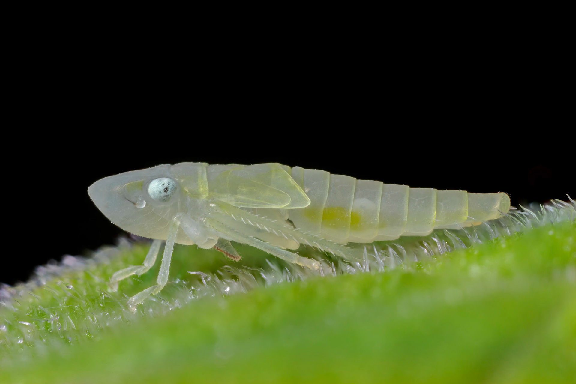 Rhododendron Leafhopper Nymph (Graphocephala fennahi)