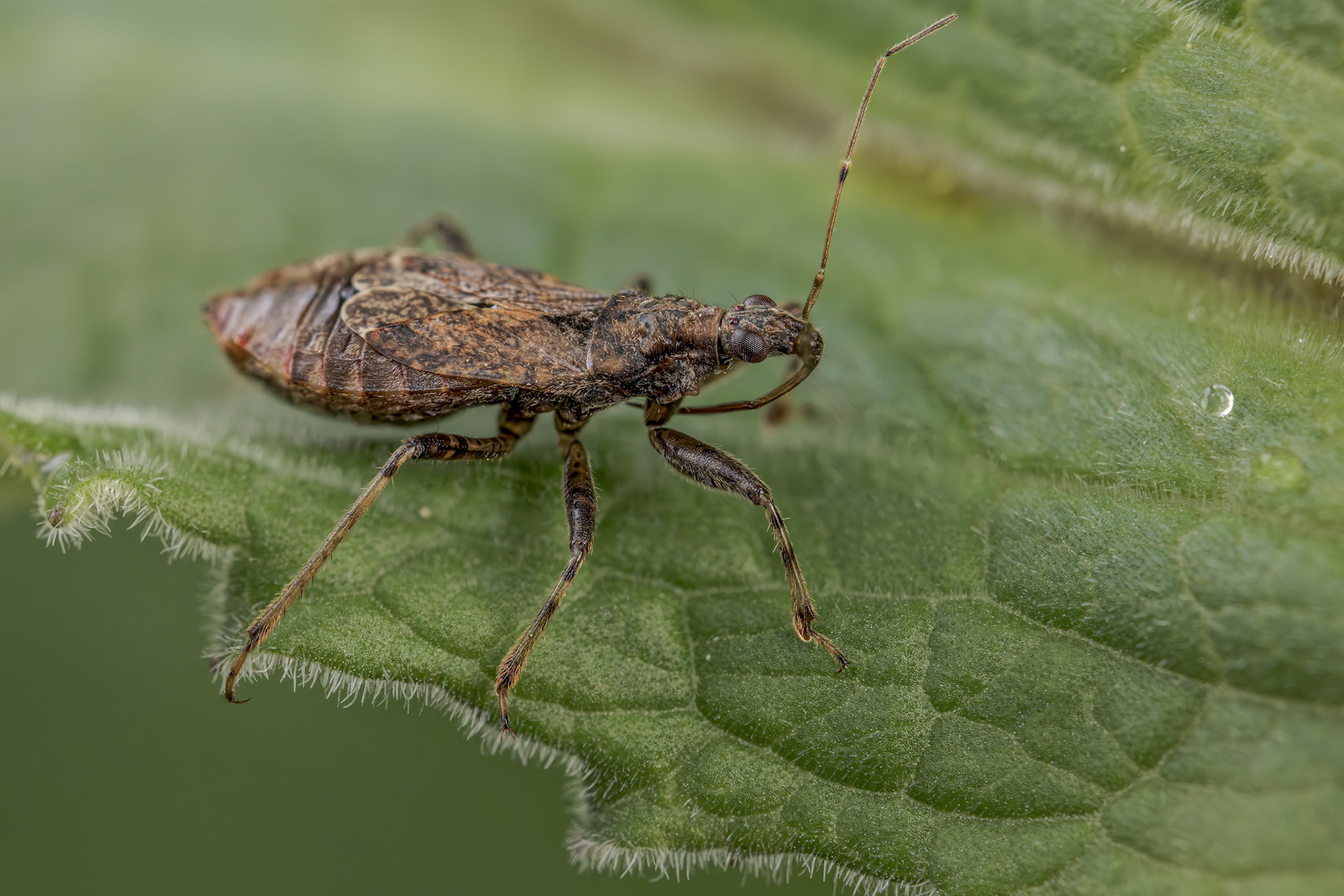 Ant Damsel Bug (Himacerus mirmicoides)
