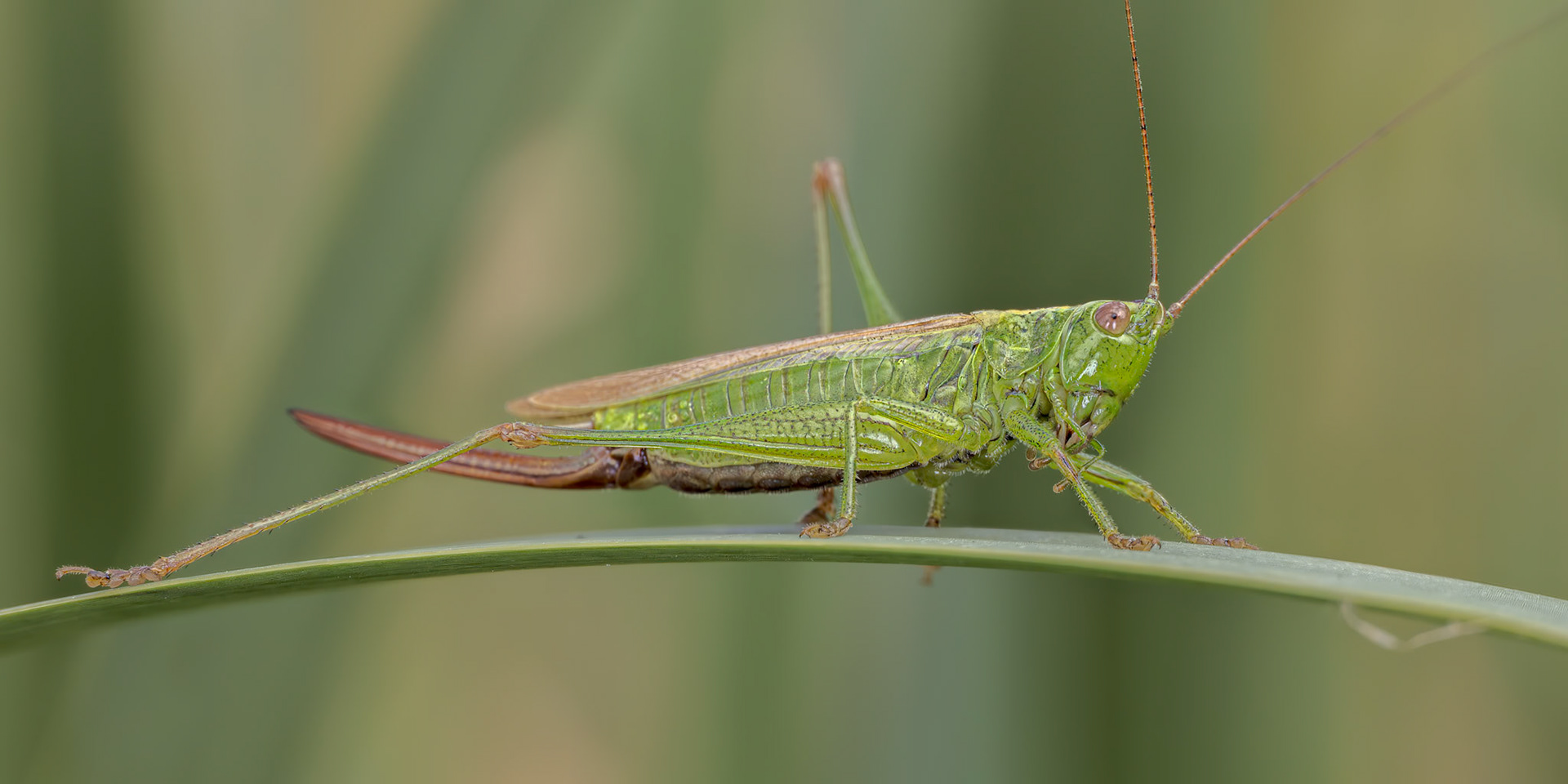 Long Winged Cone-head (Conocephalus fuscus)