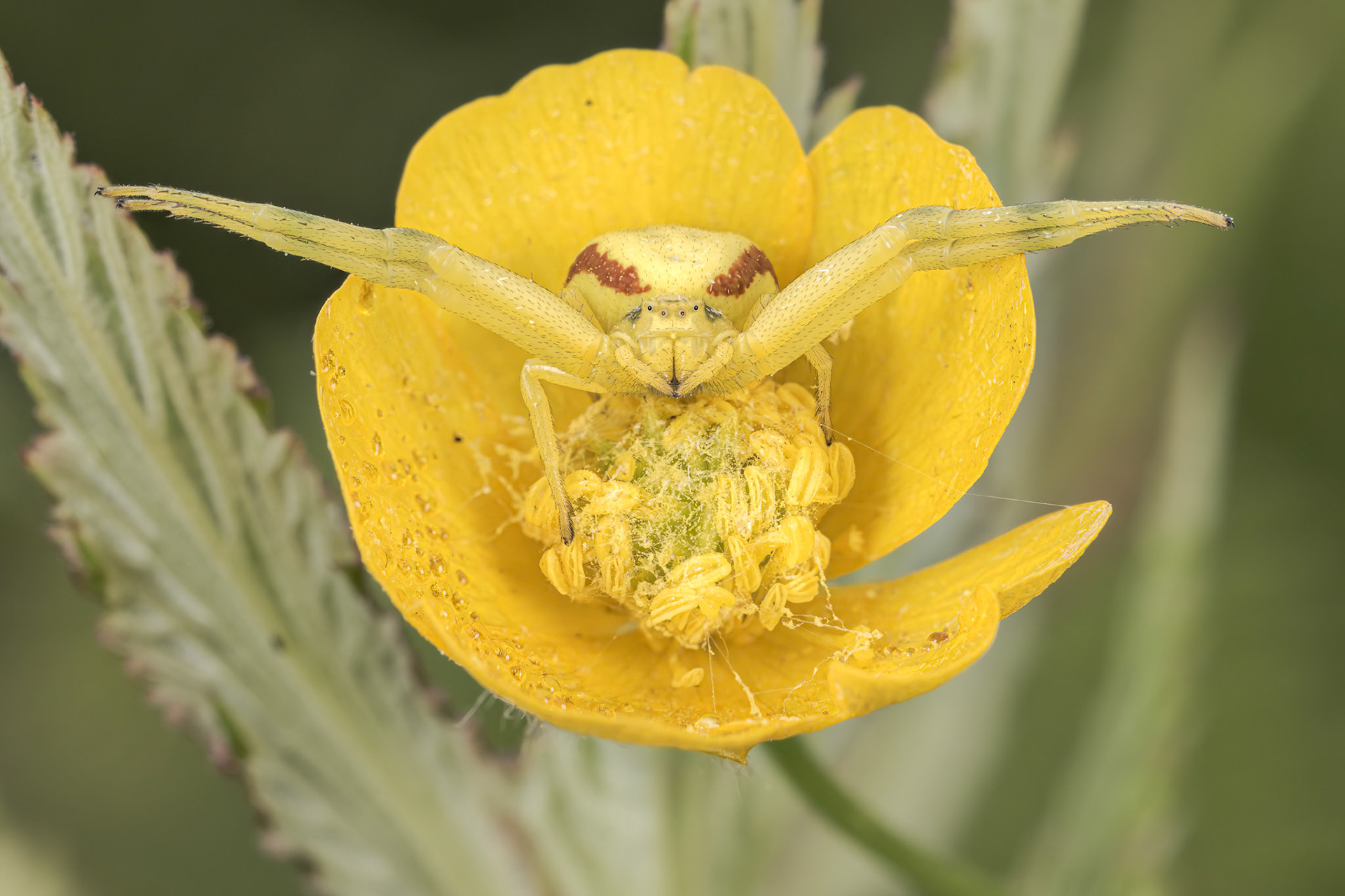 Goldenrod Crab Spider (Misumena vatia)