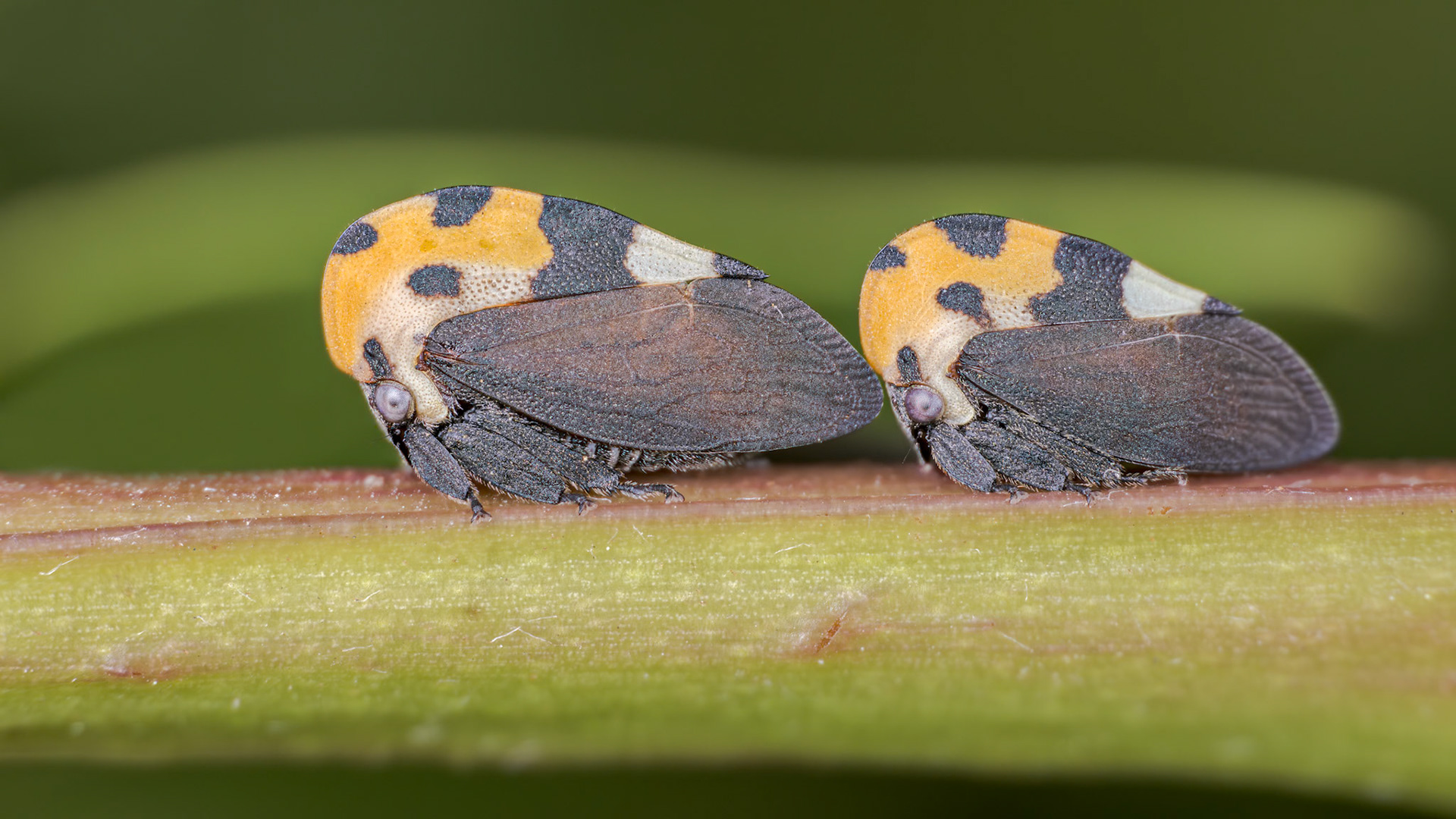Mexican Treehopper (Membracis mexicana)
