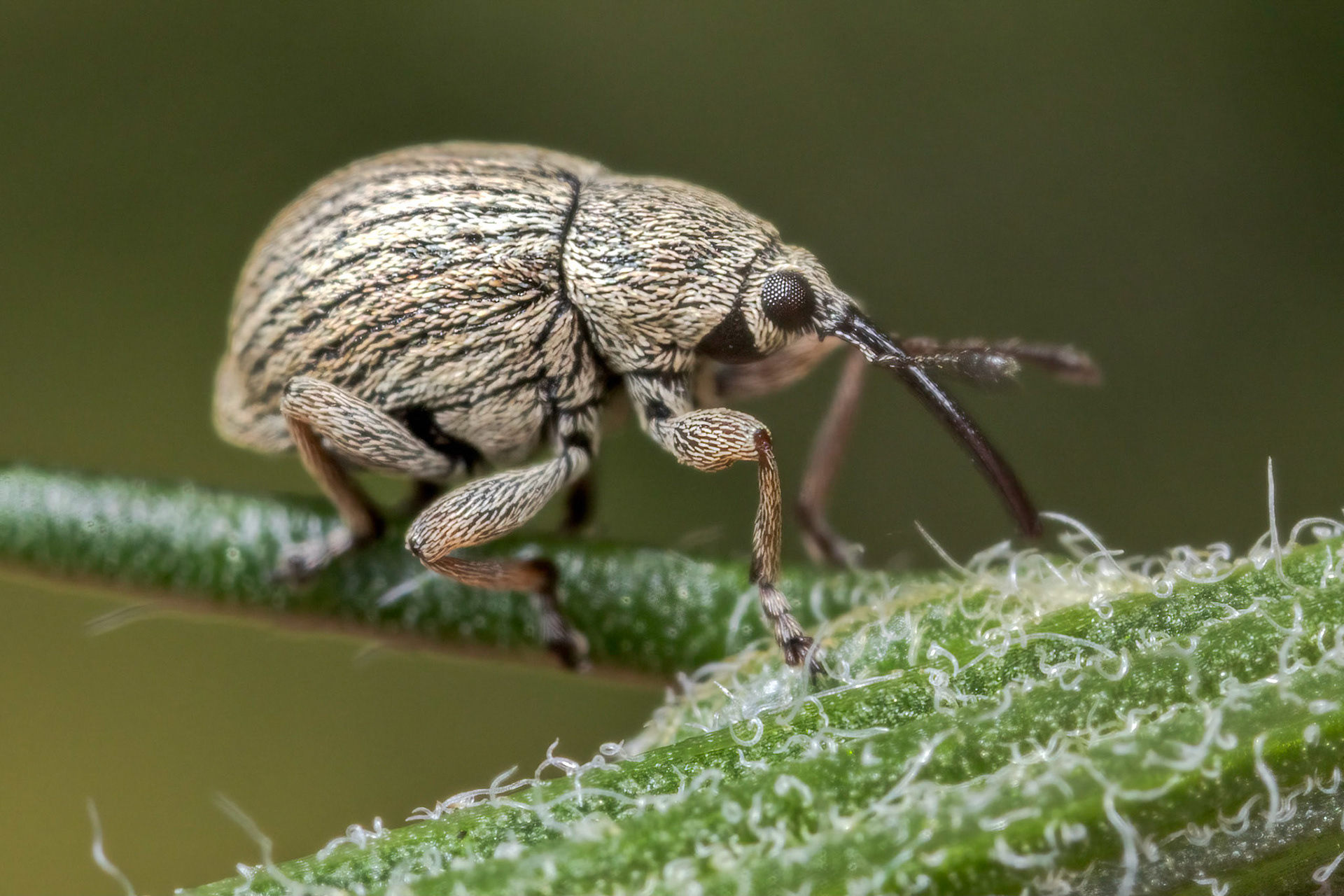 Typical Weevil