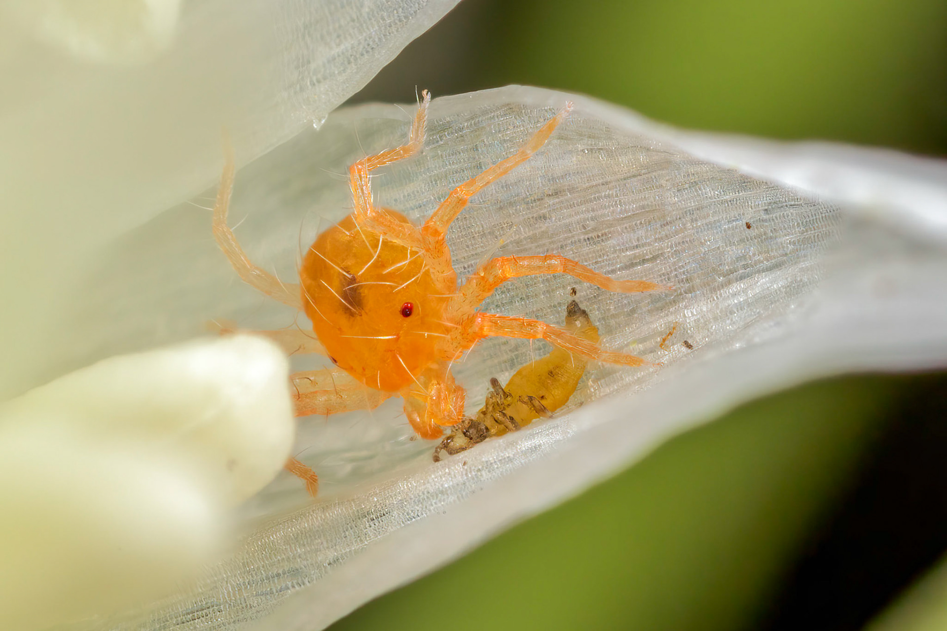 Spider Mite (Tetranychidae)
