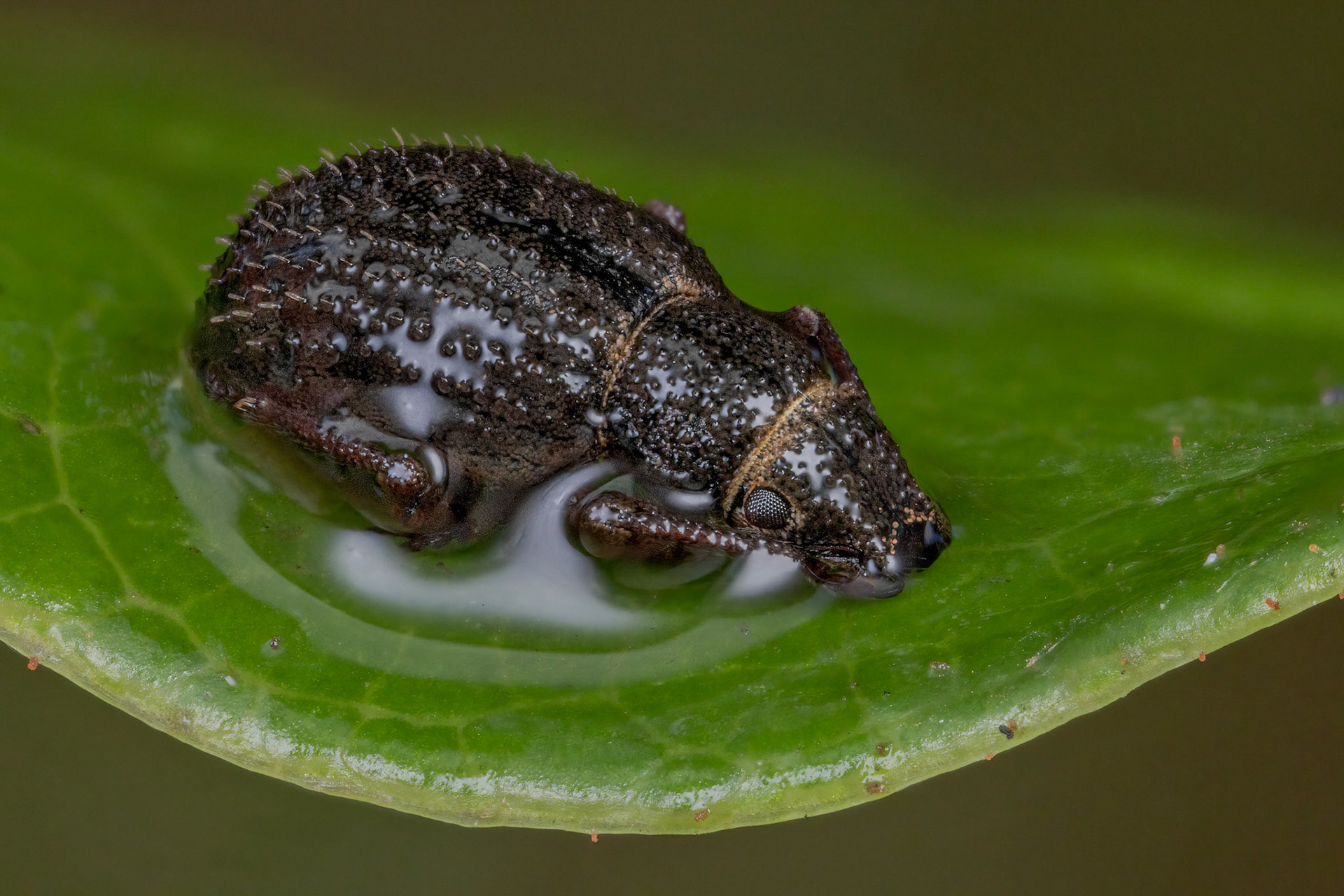 Nut Leaf Weevil (Strophosoma melanogrammum)