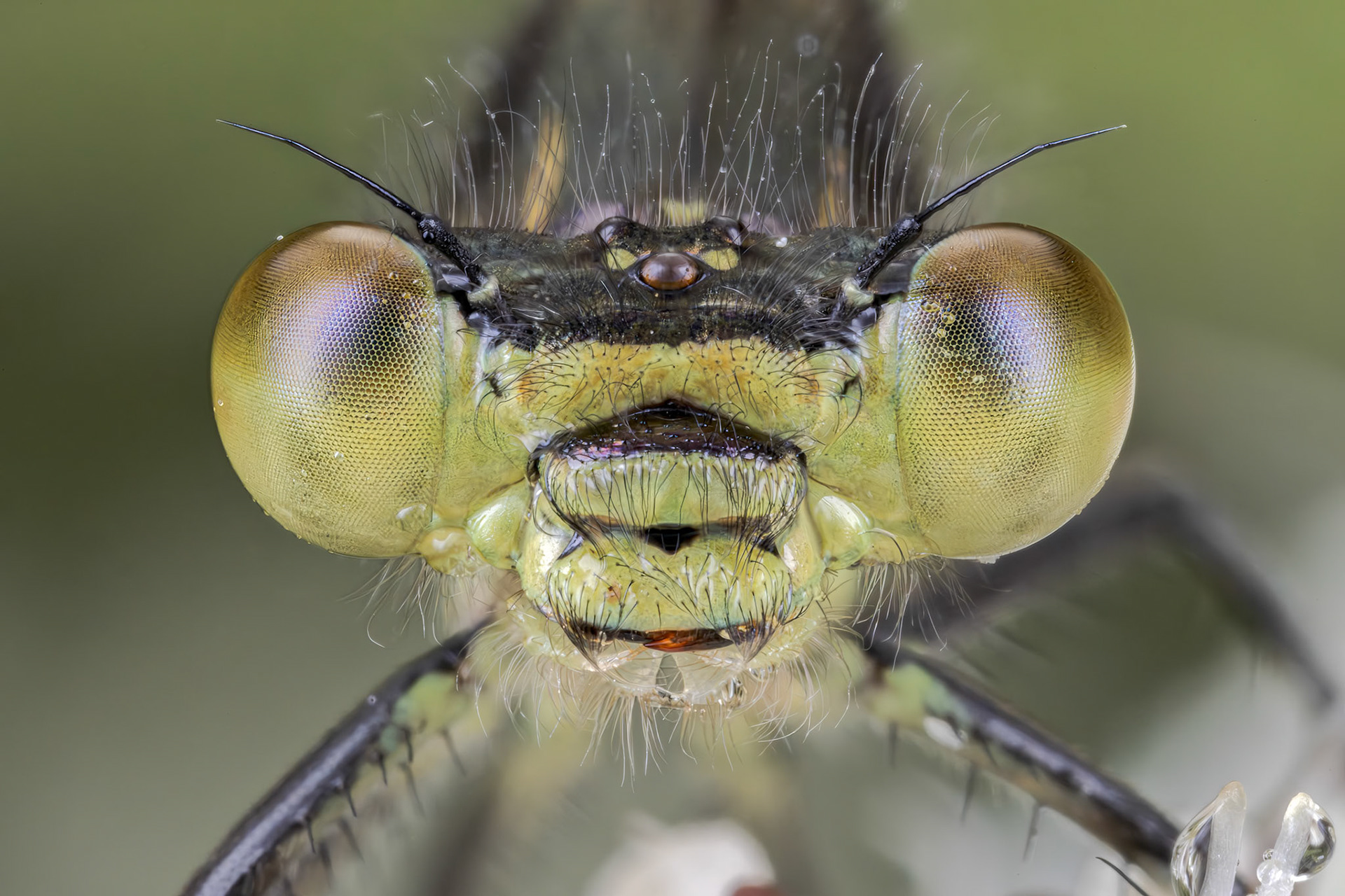 Willow Emerald Damselfly (Chalcolestes viridis)