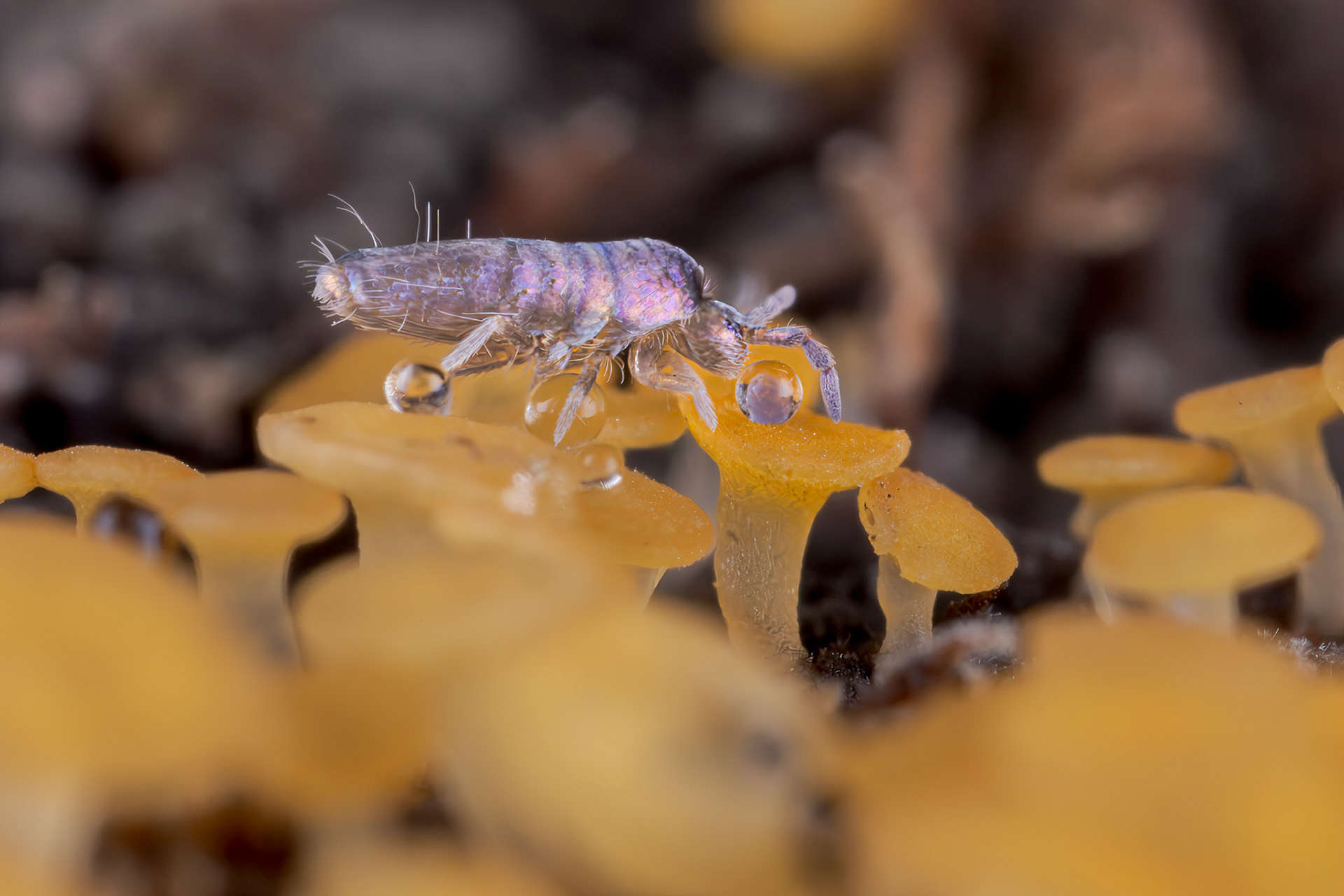 Lepidocyrtus violaceus on lemon discos