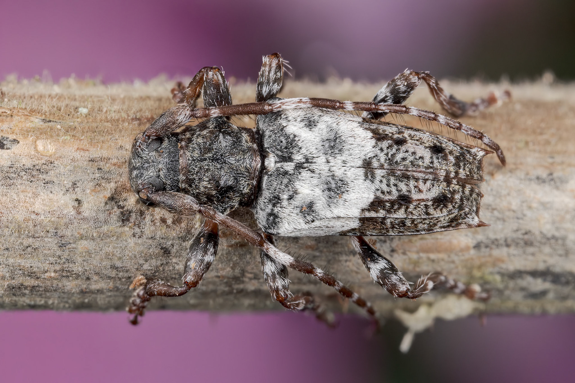Greater Thorn-tipped Longhorn Beetle (Pogonocherus hispidulus)