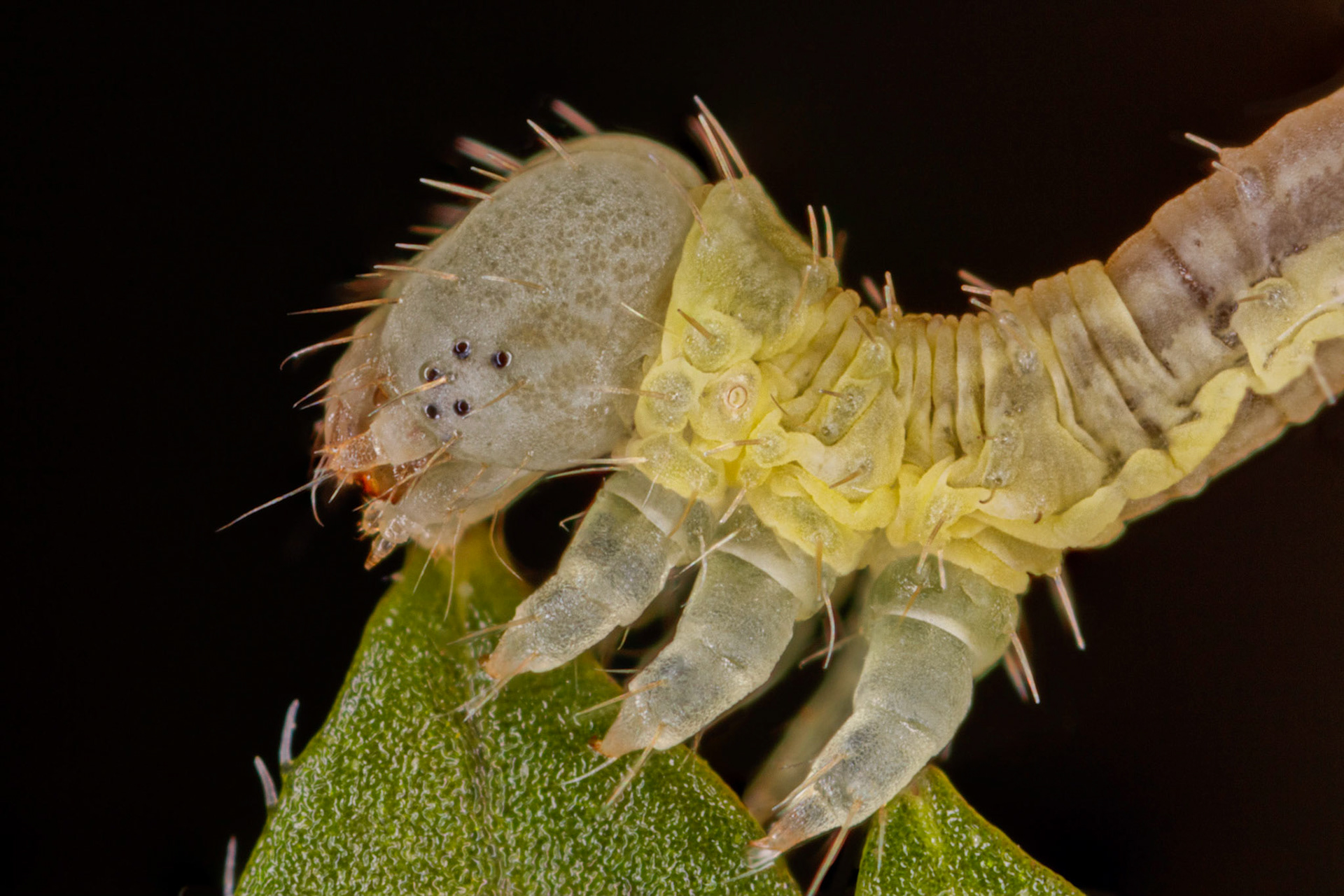 Photo Stack: 5Crop: 3x2Magnification: x10