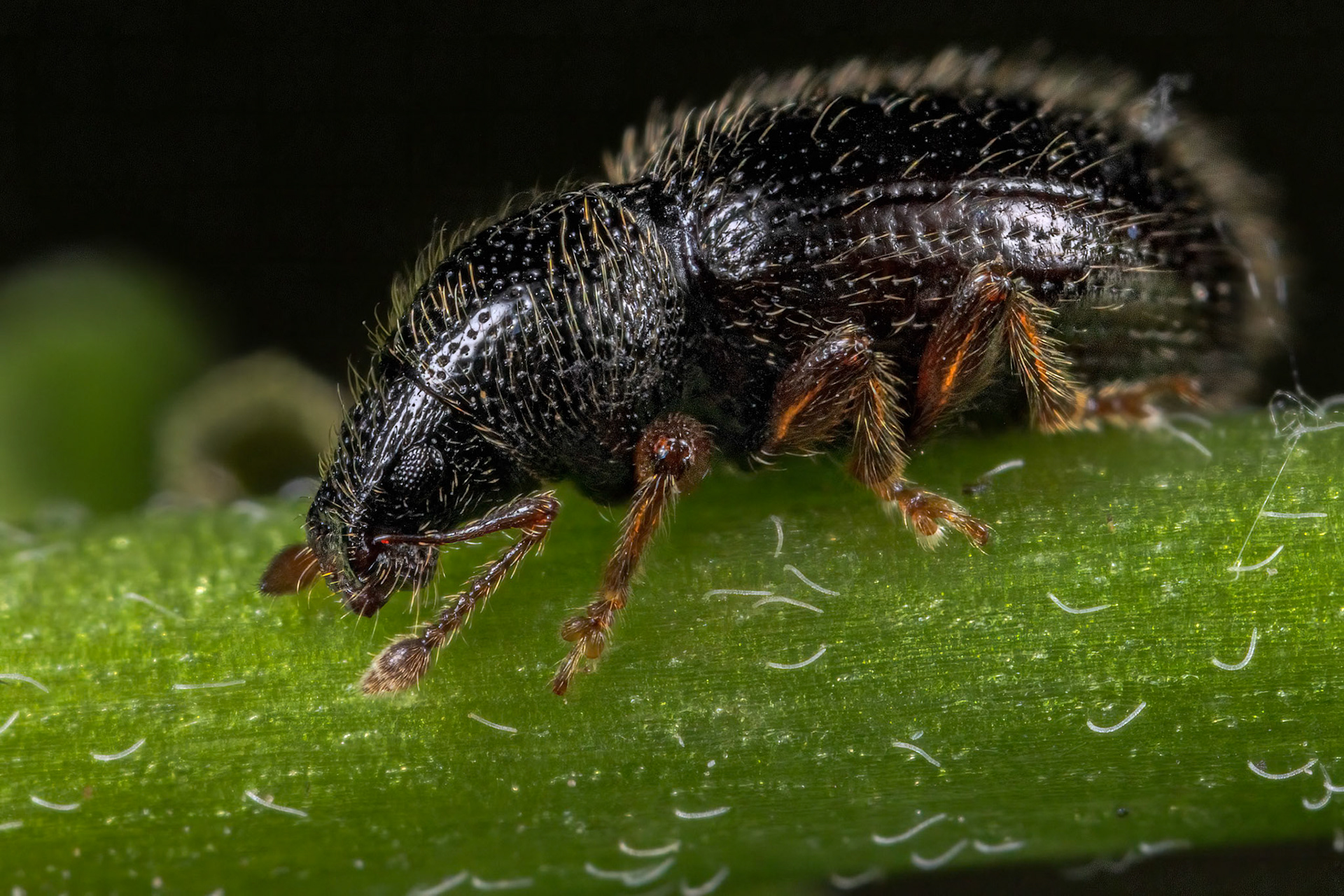 Broad-nosed Weevil (Exomias pellucidus)