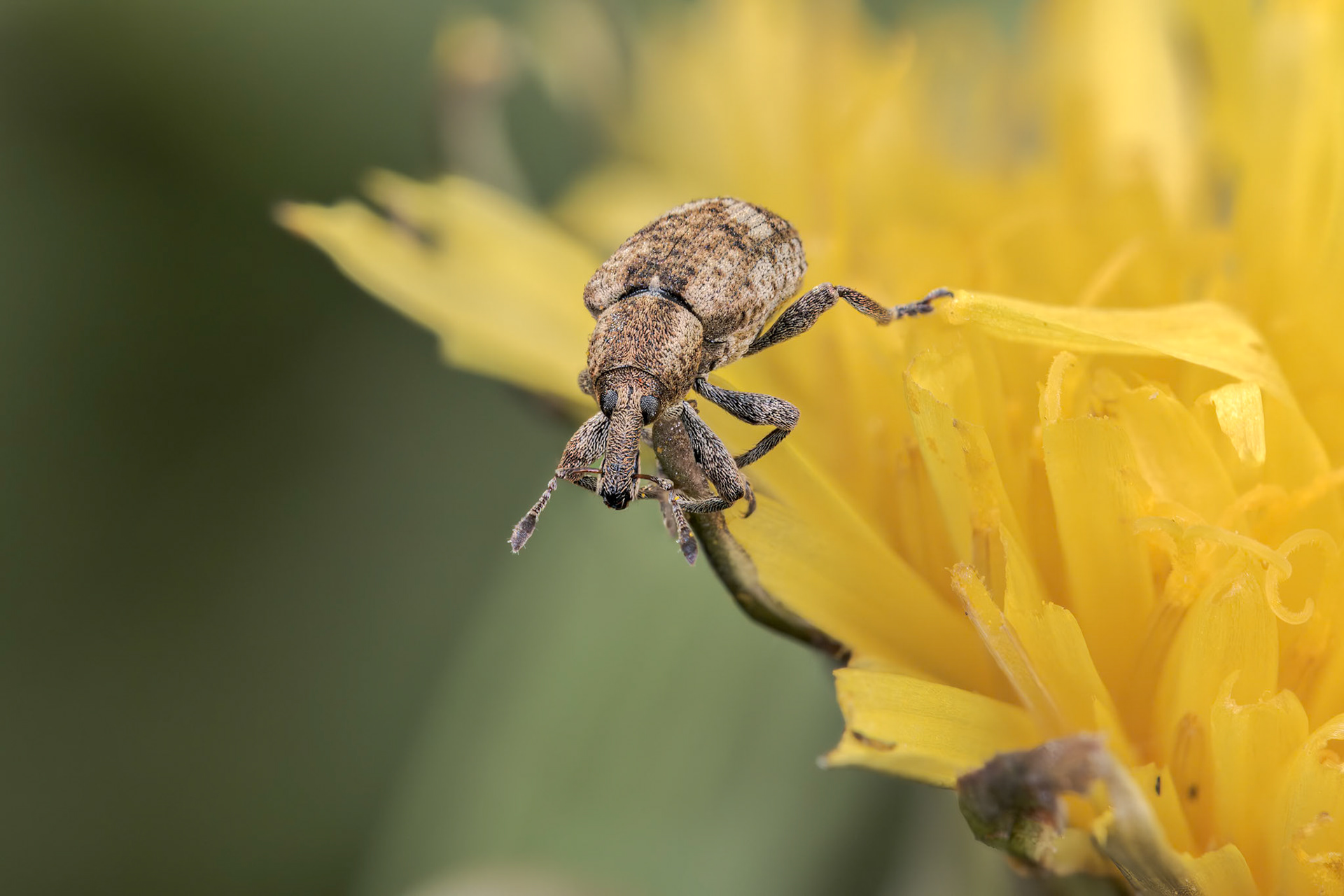 Typical Weevil (Hypera rumicis)